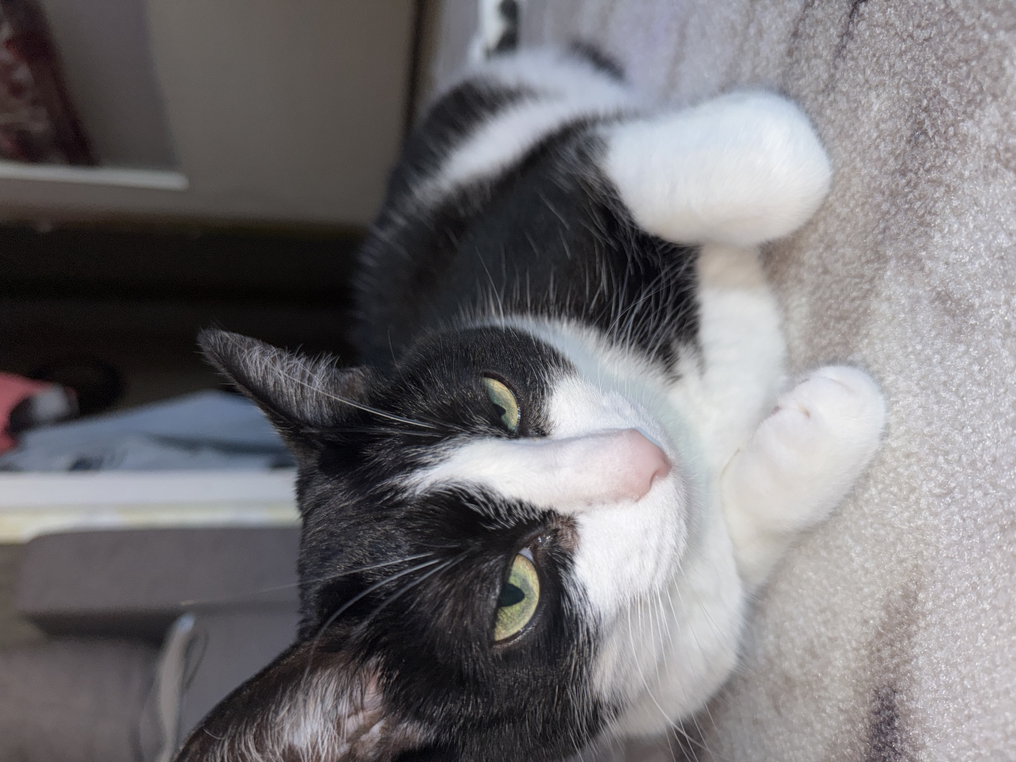 A black and white cat with green eyes is lying down on a patterned carpet. The cat is facing slightly to the right, with its head tilted down. Its fur is short and sleek, with distinct black and white markings. The cat's paws are tucked underneath its body. The background is blurred and out of focus, but appears to be an indoor setting with furniture and possibly a doorway. There is no indication of the cat's location within the city of Chaikovsky, Russia.