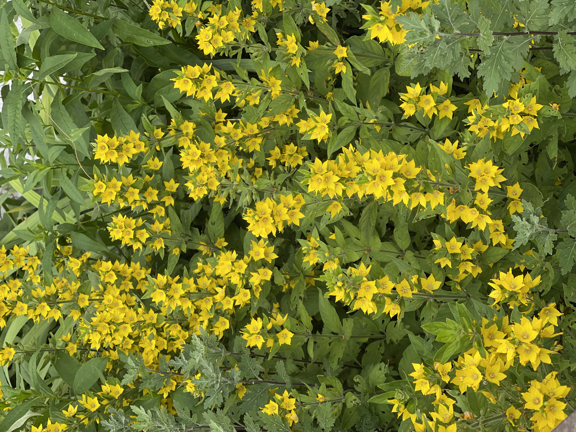 A dense cluster of bright yellow flowers, likely a variety of loosestrife, fills the frame against a background of lush green foliage. The flowers are star-shaped with five pointed petals and grow in spires along tall stems. Some of the leaves on the left and right sides of the image are a duller, grey-green and appear more feathery or serrated than the bright green leaves of the flowering plants. The lighting suggests an overcast day, creating soft shadows and highlighting the vibrant yellow of the blooms. The setting appears to be a garden or natural setting with abundant plant life. There are no people or man-made structures visible.