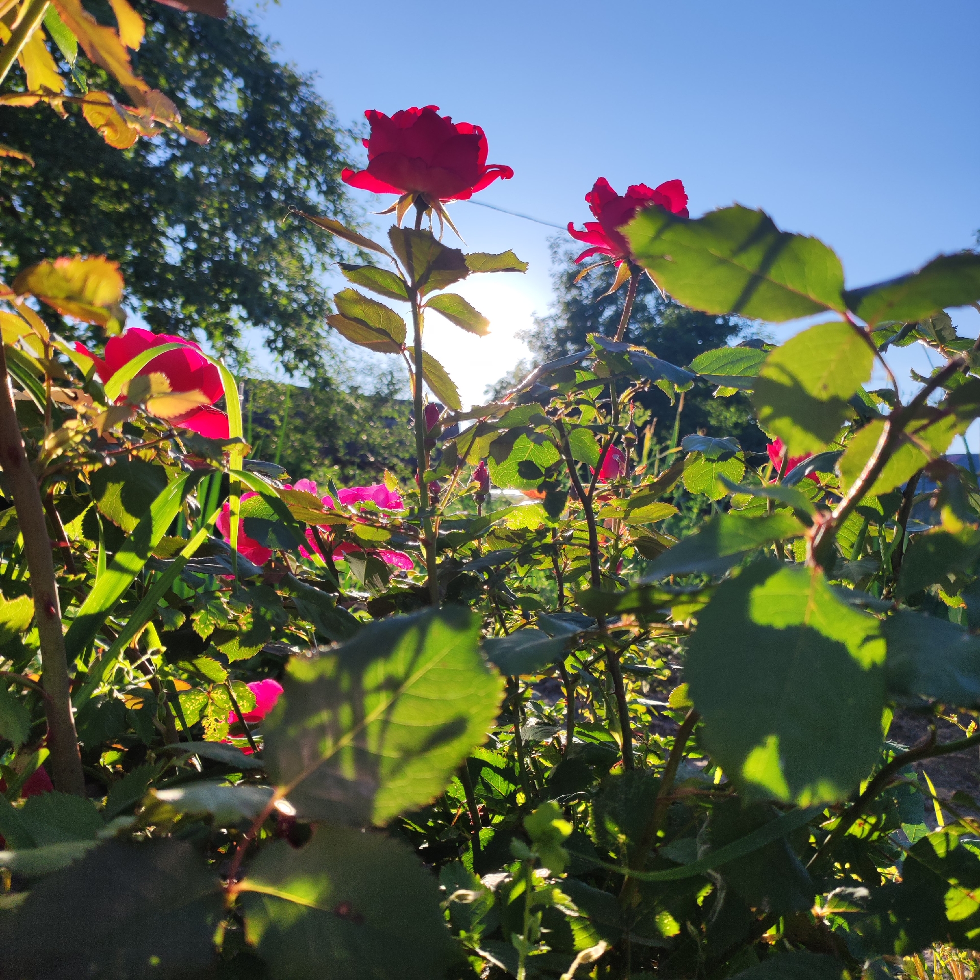 In this low-angle, close-up shot of a rose bush, the bright sun shines through the leaves and flowers, creating a warm and vibrant scene. Two bright red roses are prominently featured, their petals glowing in the sunlight. The surrounding foliage is a lush green, with some leaves appearing yellowed or backlit by the sun, indicating a warm, possibly late afternoon or early morning light.
The setting appears to be an outdoor garden, with the soft focus background suggesting trees and other greenery. The sky is a clear, bright blue, reinforcing the impression of fair weather. The low perspective places the viewer within the rose bush, surrounded by its leaves and blooms, giving an intimate feel to the image. The sunlight filtering through the leaves creates dappled patterns of light and shadow, adding depth and texture to the composition. No people or text are visible in the image. The overall mood is one of natural beauty and tranquility, bathed in the glow of the sun.