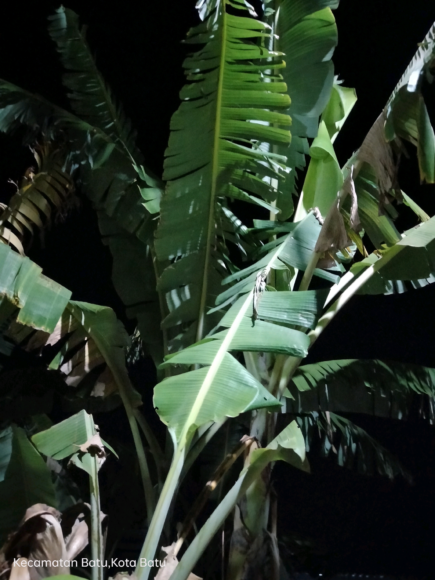 The image shows a close-up view of banana trees at night. The leaves are large and green, with some brown and withered leaves also visible. The scene is dimly lit, with light sources casting shadows on the leaves and trunks. In the bottom left corner of the image, text reads "Kecamatan Batu, Kota Batu," indicating the location is the Batu district in Batu City, Indonesia. The background is dark and out of focus, suggesting the trees are outdoors in an unlit area. There are no people or animals visible in the image.