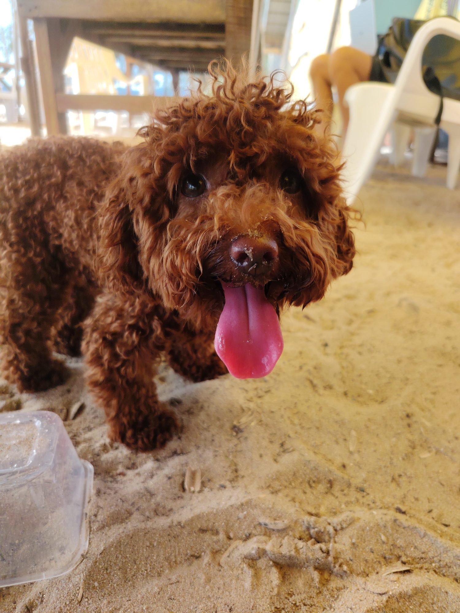 A medium shot shows a brown poodle with a curly coat and a pink tongue hanging out, standing on a sandy surface. The dog is looking directly at the camera. In the background, a person's legs are visible, clad in dark shorts, with a white plastic chair and a black bag nearby. The scene appears to be outdoors, possibly a beach or an area with sand, with hints of wooden structures and sunlight suggesting a tropical or coastal environment in Choeng Thale, Thailand.