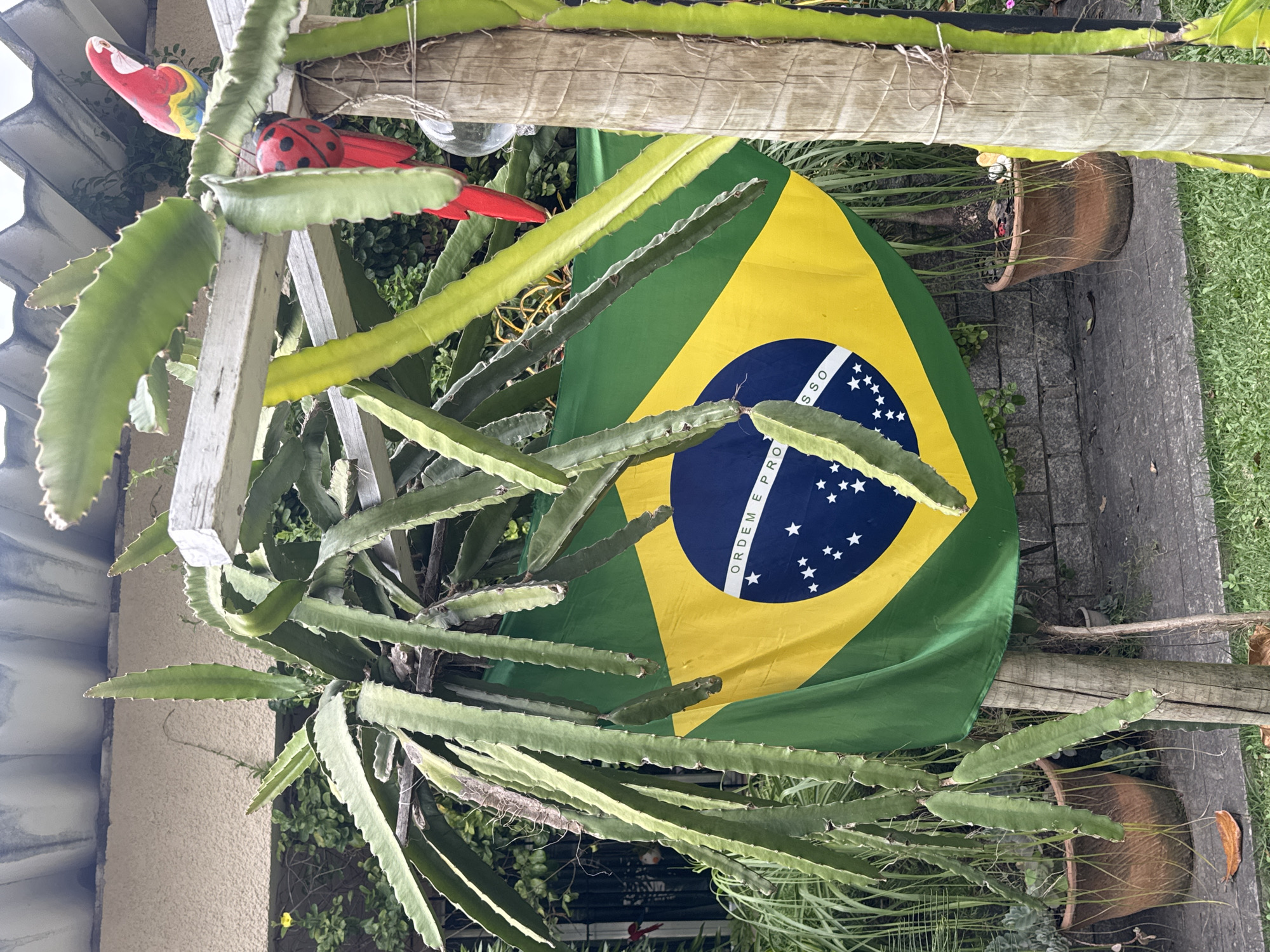 The image captures a close-up outdoor scene featuring a large, green dragon fruit plant with numerous long, segmented stems. Hanging prominently in front of the plant is a Brazilian flag, its yellow rhombus and green field clearly visible, along with the blue circle containing stars and the inscription "ORDEM E PROGRESSO". The plant and flag are situated in a garden setting, with glimpses of green grass, stone paving, and terracotta pots containing other plants. In the background, a portion of a building with a tiled roof and a textured wall is visible. Decorative elements are also present, including a red and yellow parrot figurine and a ladybug ornament attached to the wooden support structure of the dragon fruit plant. The lighting suggests it is daytime. The scene is devoid of any people or animals, with the focus being on the flora and the national symbol.