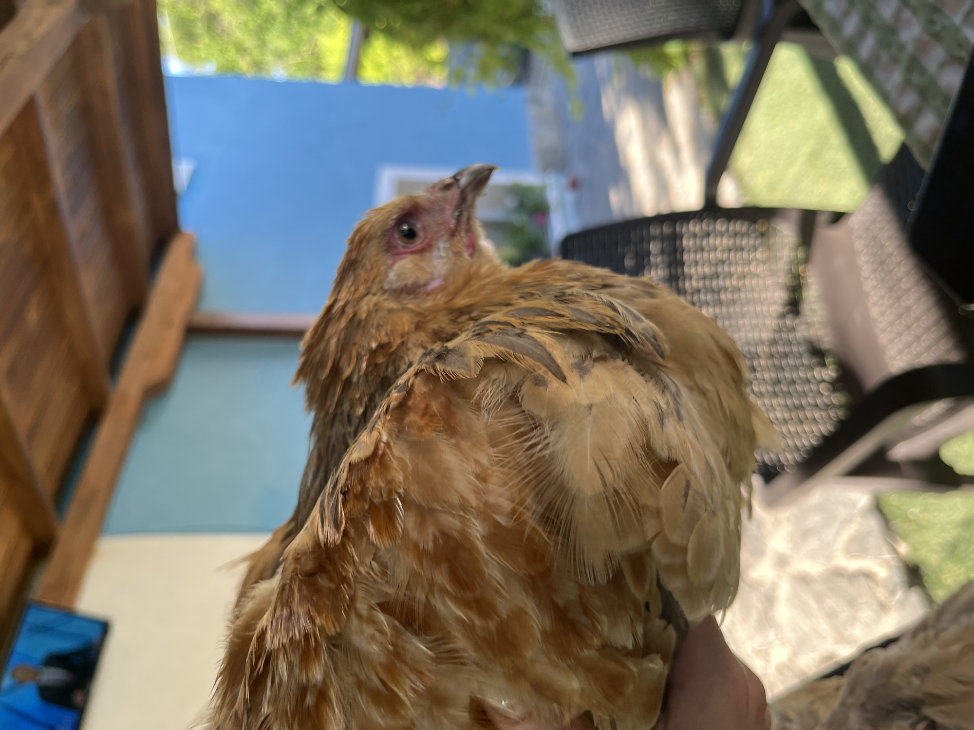 A chicken is being held in a person's hand in an outdoor setting. The chicken is mostly brown and tan with some darker feathers. The chicken's head is visible in profile, with its eye and beak clearly discernible. The background is blurred but appears to be a patio area with furniture and greenery. A blue wall is visible in the distance. Sunlight is casting shadows.