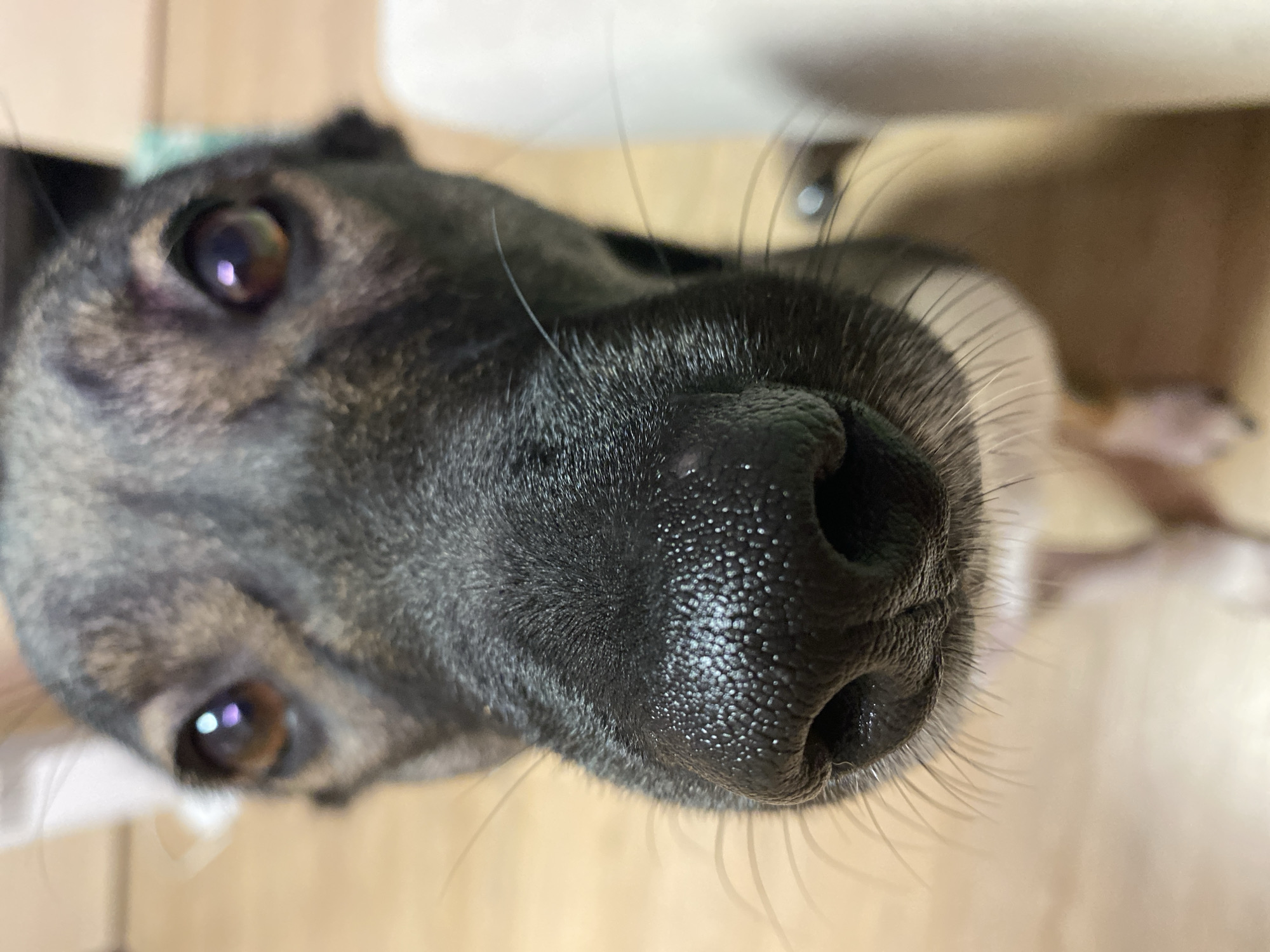The media file presents a striking, low-angle close-up of a dog's face, dominated by its wet, textured black nose positioned centrally in the foreground. Numerous long, fine whiskers extend from the snout, catching the light. The dog's fur is predominantly dark, possibly black or very dark grey, with subtle lighter brown and grey hues visible around the eyes. Both large, dark brown eyes are clearly visible on either side of the nose, looking directly upwards towards the viewer. Each eye features two distinct, bright reflections, indicating the presence of multiple light sources in the indoor environment. The pupils are dilated, suggesting low light or keen focus. The background is softly blurred, showing muted light-toned surfaces that suggest an indoor domestic setting, possibly a floor or light-colored furniture. The dog's expression conveys curiosity and attentiveness as it looks up at the camera. While the provided context places the image in Chaikovsky, Russia, no specific geographical or identifying text elements are visible within the image itself. No text is visible.