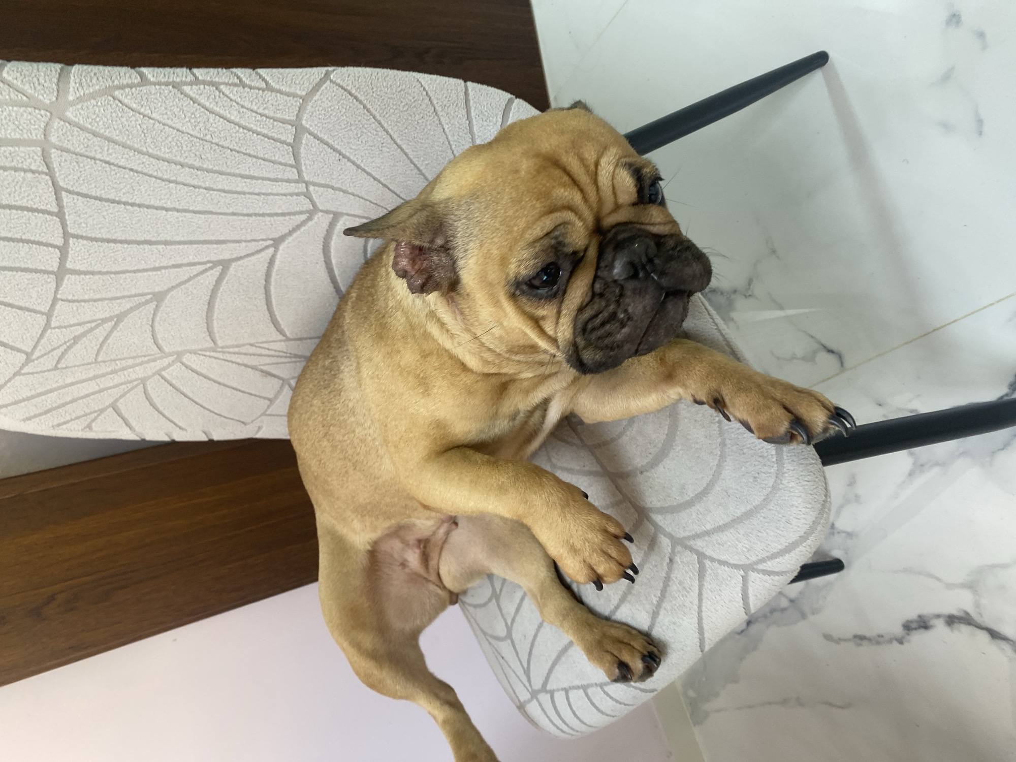 A fawn-colored French Bulldog is lying on its left side across the seat of a modern chair in an indoor setting. The dog's head is oriented towards the lower right of the frame, its body extending diagonally towards the upper left. Its right ear displays a distinct reddish, possibly irritated or injured area. The dog's claws are dark and visible. The chair features light grey upholstery with a subtle, lighter grey, organic leaf-like pattern, and rests on two visible slender black legs. The flooring consists of white, polished tiles with grey veining. The background includes a plain, light-colored wall on the left, and a white wall with a textured, light grey leaf-patterned wallpaper on the right. A vertical dark brown wooden panel is partially visible in the upper right. No identifiable features within the image confirm the location as Sofia, Bulgaria.