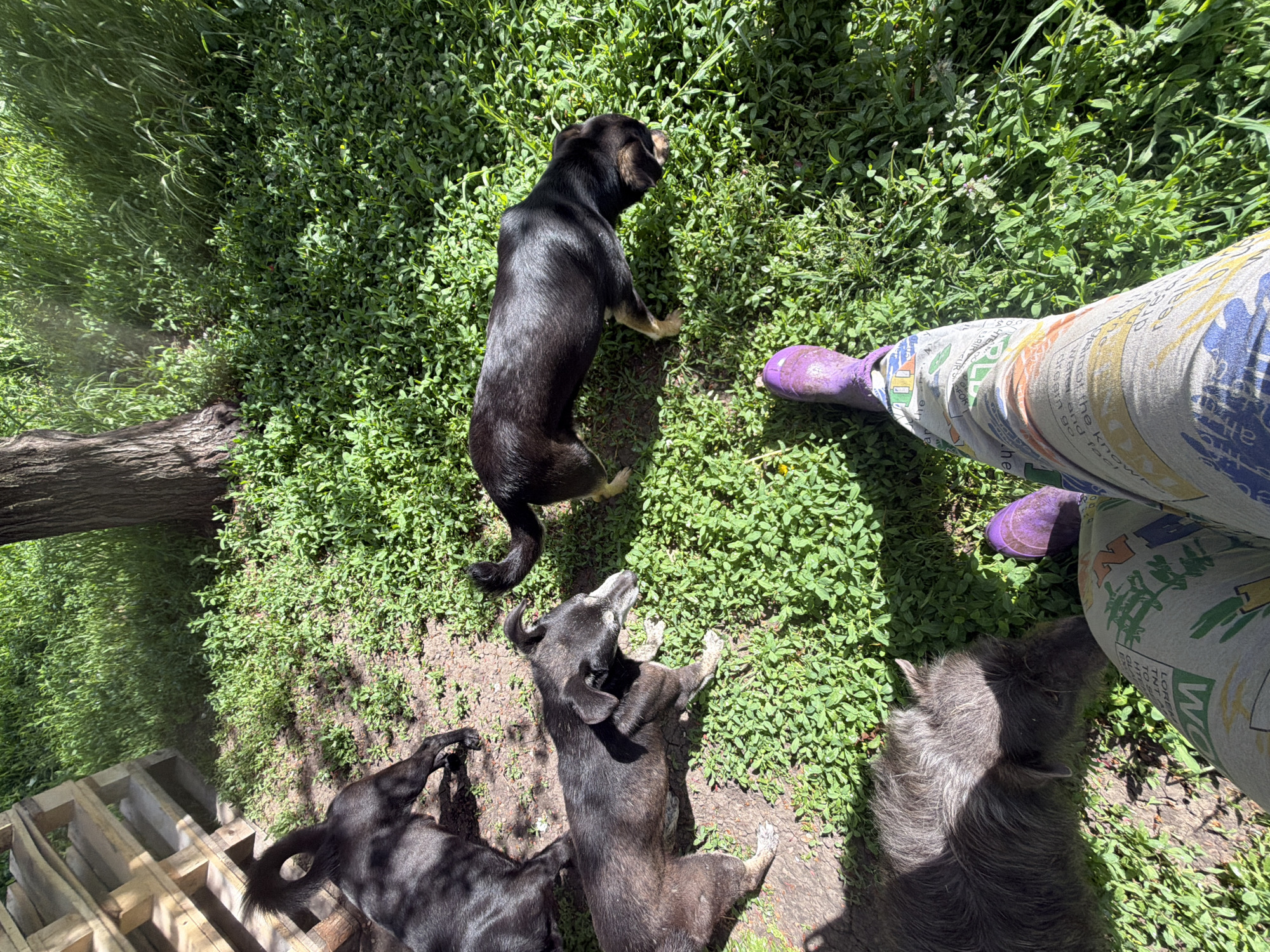 The image depicts an outdoor scene with four dogs and a person's lower body. The dogs are lying and standing on grass and bare ground. One dog is primarily black with tan markings on its legs. Two dogs are black or dark gray. One dog is gray and appears to be resting near the person's legs. The person is wearing patterned pants and purple rubber boots. The background includes green foliage, a tree branch, and a wooden pallet. The location is Leningradskaya, Russia.