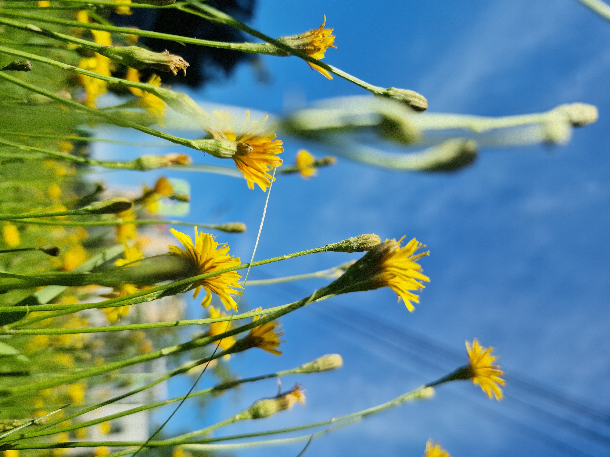 A low-angle, upward shot captures a field of yellow dandelions under a bright blue sky with some power lines visible. The flowers are in various stages of bloom, with some fully open and others as buds. The green stems and leaves are sharply in focus in the foreground, while the background is softly blurred. The scene appears to be in a park or open area within a city.