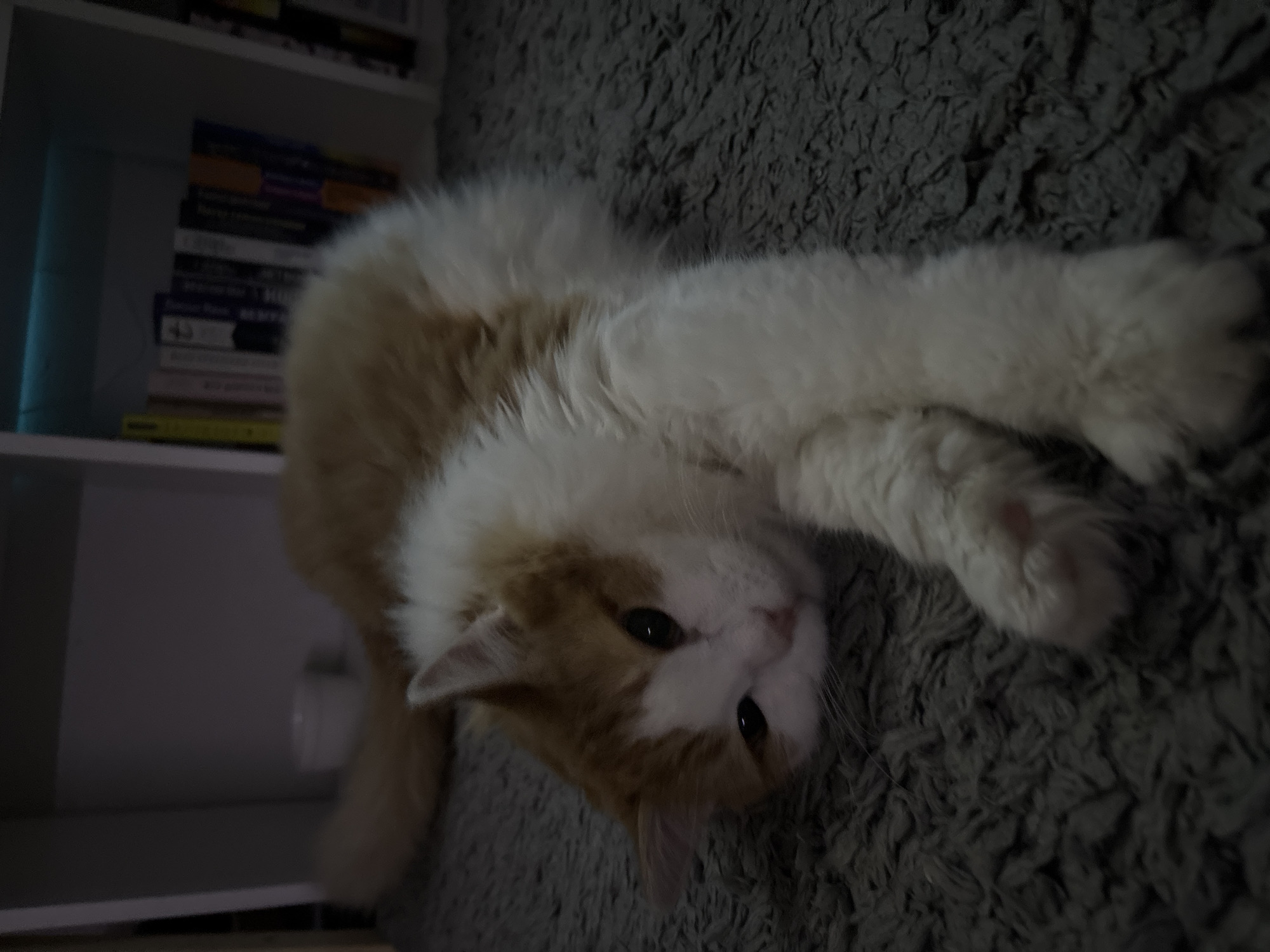 This media file features a domestic cat lying on its back, stretching its front paws upwards. The cat has fluffy white and orange fur, with prominent white fur on its chest, belly, and face, complemented by ginger patches on its head and body. Its head is tilted, and it looks towards the viewer with dark, reflective eyes, conveying a relaxed or playful expression.
The setting is indoors, with the cat resting on a dark gray, shaggy, or textured carpet that occupies the right and lower portions of the frame. In the background on the left, a white multi-shelf bookshelf is visible, filled with numerous books. The book spines display various colors, including dark blue, black, purple, yellow, and white, but no specific text or titles are legible due to the lighting and image quality.
The overall lighting in the image is dim, suggesting either evening, night, or a room with low ambient light. The scene captures a peaceful moment. The location context provided is Zheleznogorsk, Russia.