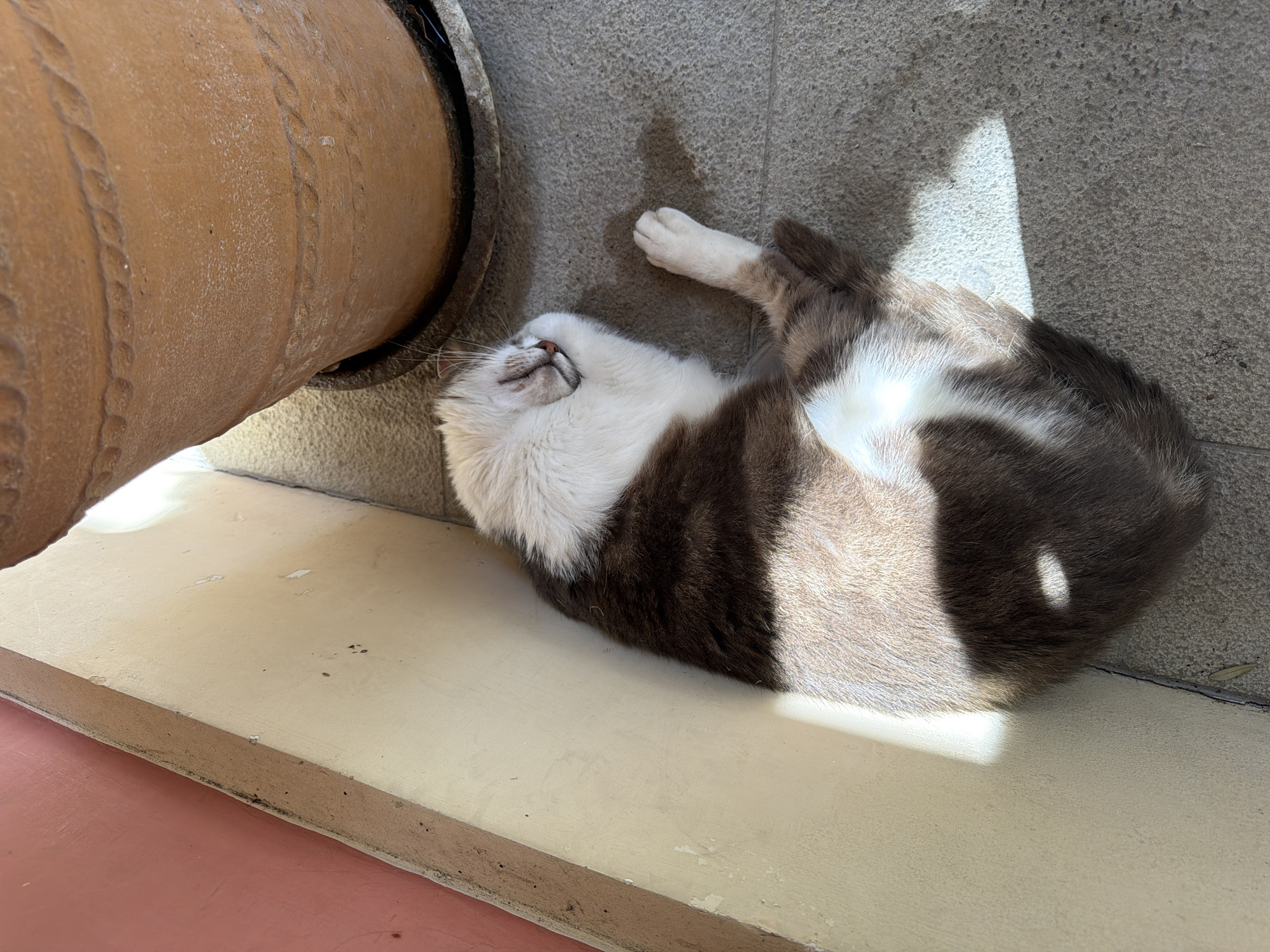 An overhead shot captures a bi-color cat, primarily white and mottled gray-brown, resting comfortably on its side in a sunbeam. The cat appears to be sleeping or deeply relaxed, with its head tilted slightly upwards and eyes closed. White fur covers its face, belly, and paws, while the darker gray-brown fur is on its back and sides. A clear patch of sunlight illuminates parts of its body and the ground.
The cat is nestled against a large, aged terracotta pot, which takes up the left portion of the image. The pot features decorative, rope-like patterns carved into its textured surface. Behind the cat is a gray, rough-textured concrete or stone wall. Below the cat, the surface transitions from a smooth, light beige platform or step to a reddish-orange floor or lower step in the bottom left corner.
The bright, direct sunlight indicates it is daytime, creating sharp highlights and shadows. The overall atmosphere is one of warmth and peacefulness. No visible text is present in the image. The scene is set in Gastouri, Greece.