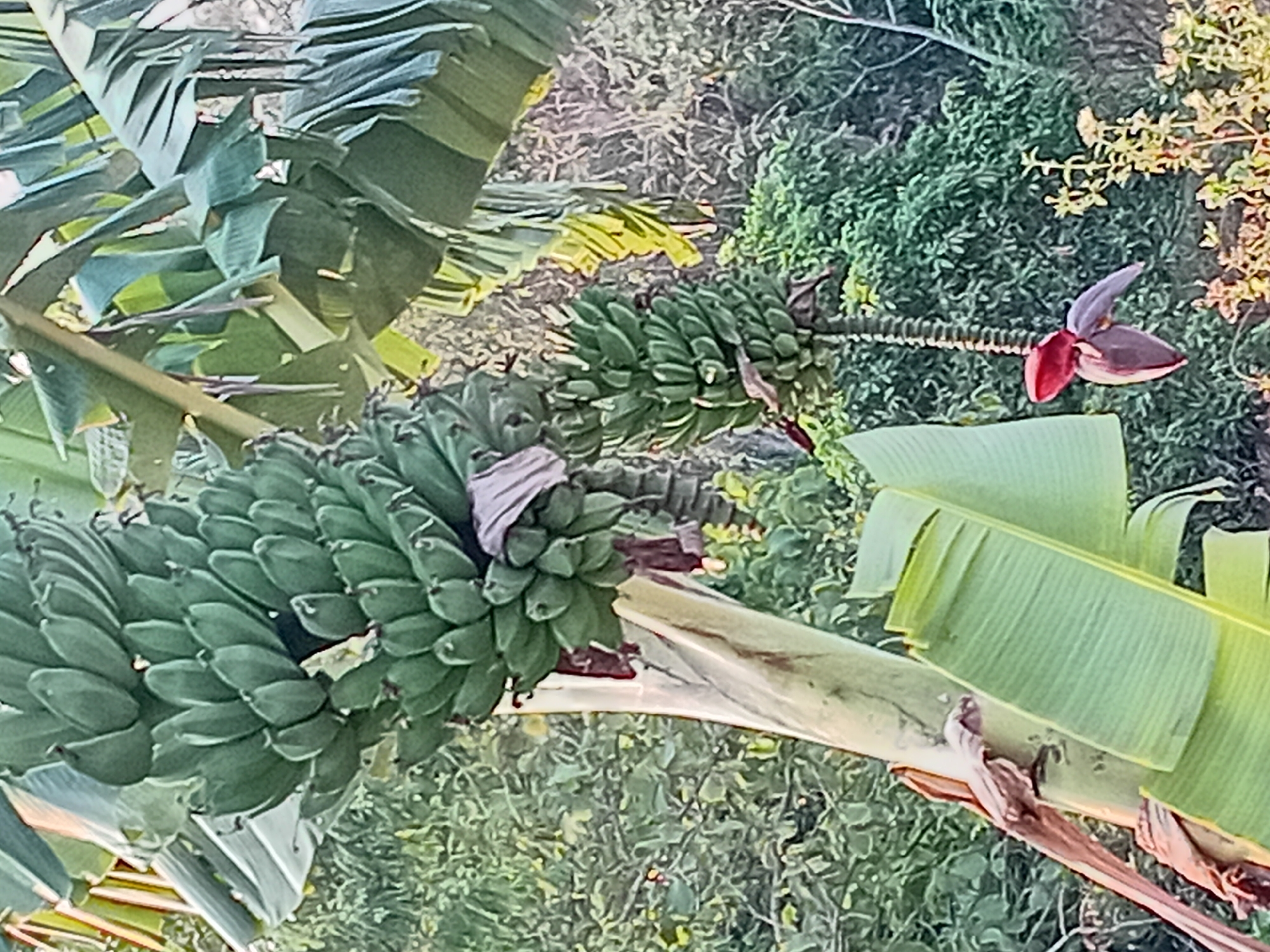 A close-up shot captures a banana tree with two large bunches of green, unripe bananas hanging from its trunk. The bananas are arranged in hands and clusters, with some bunches covered by a light brown cloth-like material. Below the bananas, a single banana flower, with its reddish-purple petals, hangs down. The background is filled with lush green foliage and trees, suggesting a natural, outdoor environment, likely a garden or plantation in Gebog, Indonesia. The lighting indicates it is daytime, with sunlight filtering through the leaves. There are no people or animals visible in the frame.
