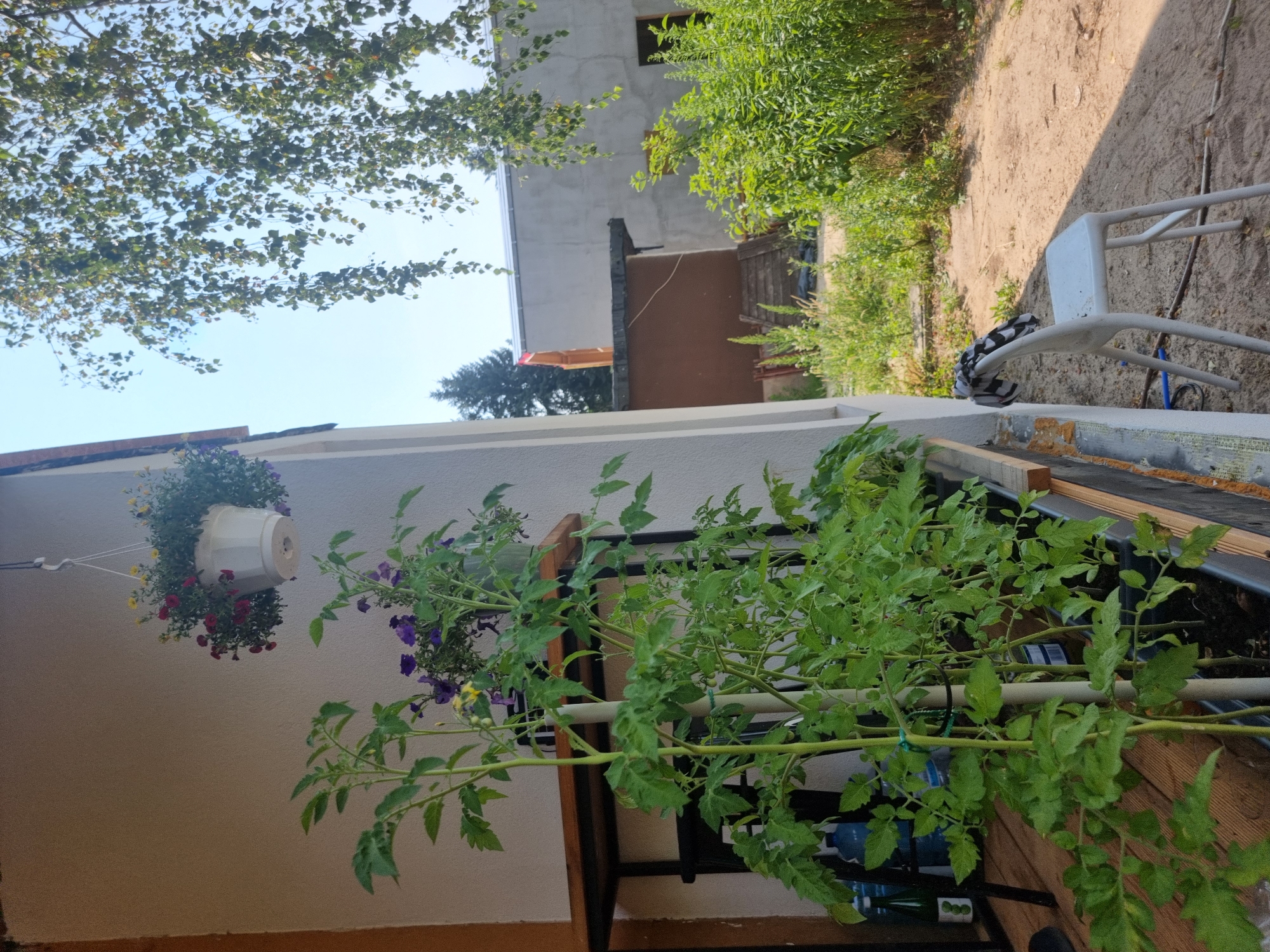 The image depicts a sunny day in Szczaki, Poland, with a focus on a small garden or balcony area. In the foreground, several tomato plants are growing in dark planters. A white plastic chair is placed on the sandy ground to the right of the planters. Above the plants, a white hanging basket filled with flowers is suspended from the side of a building. The building itself has a light-colored wall and a brown roof trim. In the background, there are more buildings and dense green foliage, including a large tree with drooping branches casting a shadow on the scene. The sky is clear and blue.