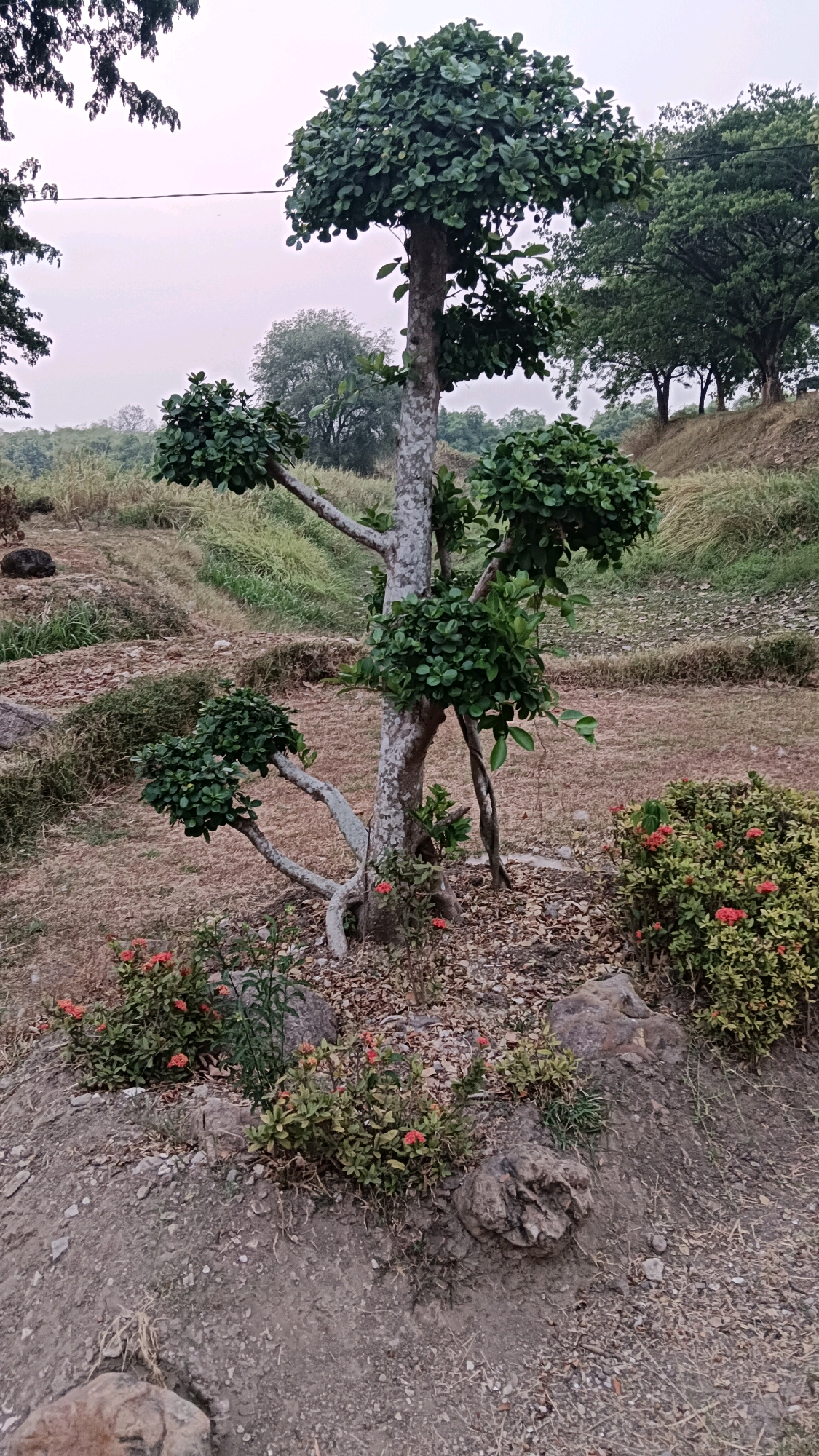 The image depicts a bonsai tree in a garden setting, likely in Ngawi, Indonesia, given the context. The tree is the central focus, characterized by its gnarled trunk and sculpted branches adorned with dense green foliage. Small red flowers are visible at the base of the tree, interspersed with rocks and dry leaves. The surrounding environment appears to be a park or garden, with dry grass and a gently sloping embankment in the background. The sky is overcast, suggesting a cloudy day. There are no people or animals present in the image. The scene conveys a sense of tranquility and meticulous horticultural care.