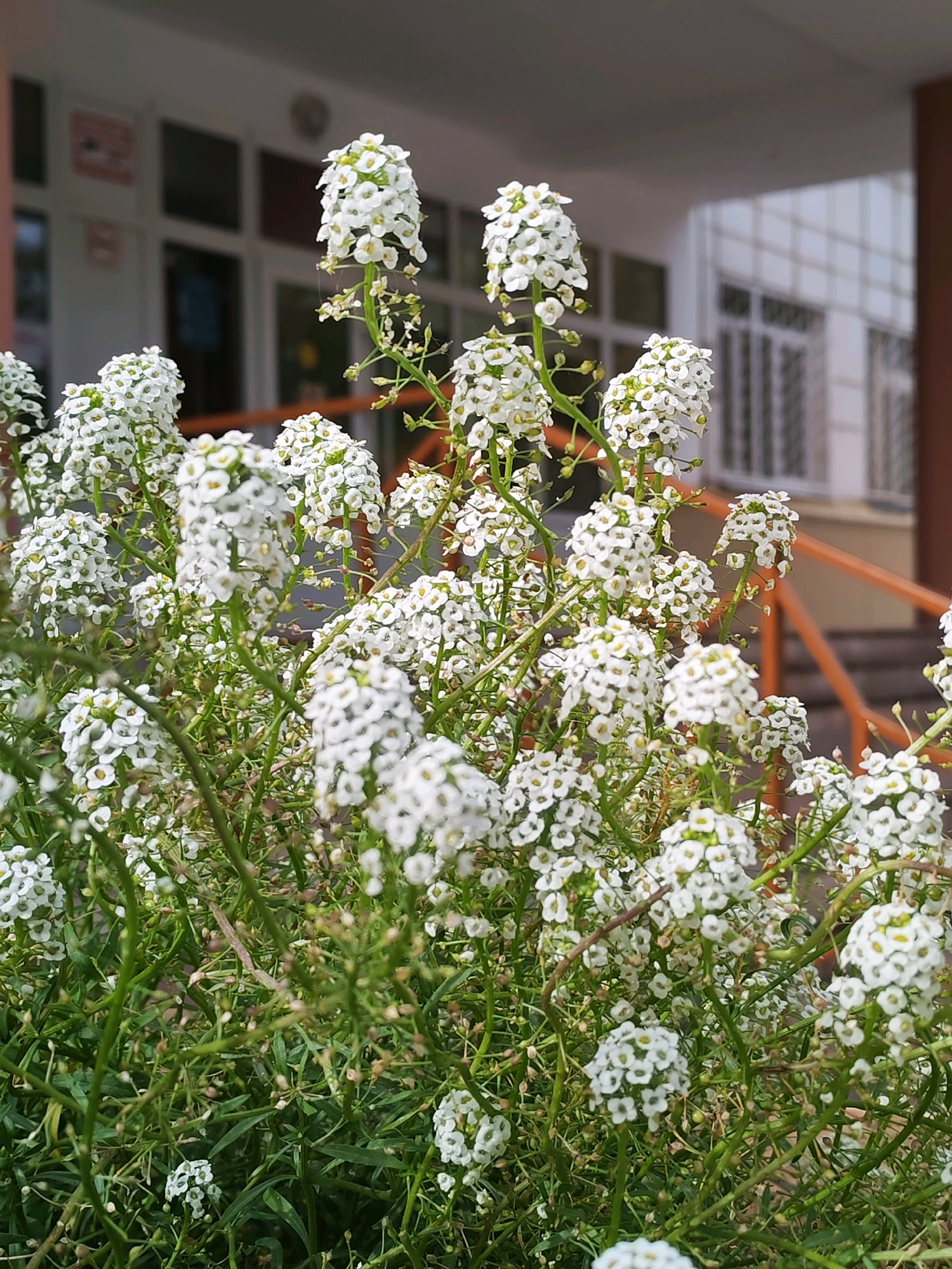 A low-angle, close-up shot captures a cluster of small white flowers in bloom. The flowers are arranged in dense clusters at the top of thin, green stems, with many more buds and developing seed pods visible throughout the foliage. The background is blurred, but it appears to be a building with windows and an orange railing, suggestive of an outdoor urban or semi-urban setting, possibly near a school or public institution in Chaikovsky, Russia. No people or animals are visible in the frame. The lighting is natural daylight, casting a soft illumination on the flowers.