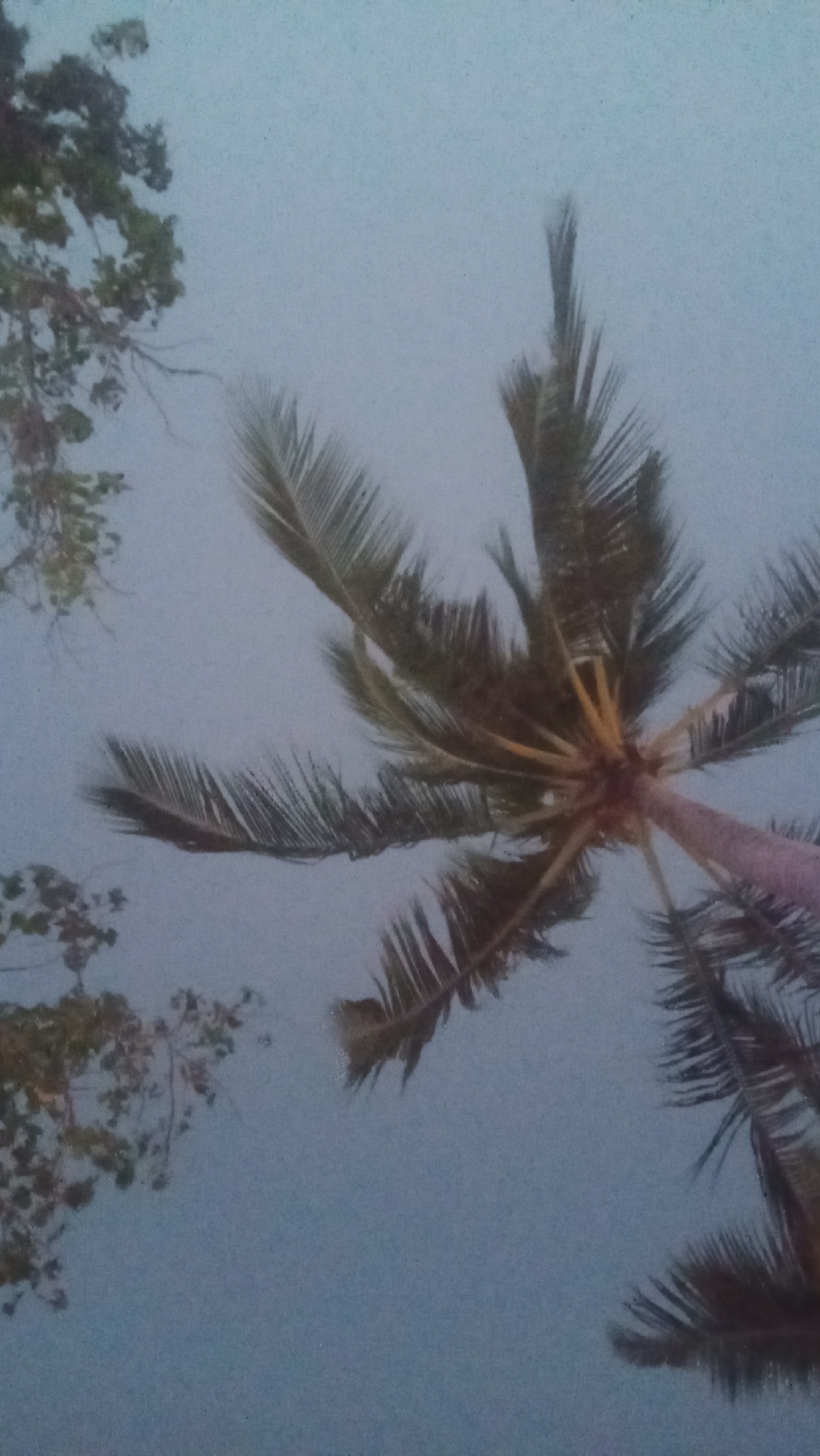 The image shows a low-angle view of palm fronds against a hazy, light blue sky. The fronds are dark green and appear to be from a coconut palm tree. In the upper left corner, a few branches with leaves from another tree are visible, also silhouetted against the sky. The lighting suggests it is either early morning or late evening, possibly with some atmospheric diffusion. The scene is serene and natural, typical of a tropical coastal environment. This image was captured in Kuta, Indonesia, a popular tourist destination known for its beaches and palm trees.