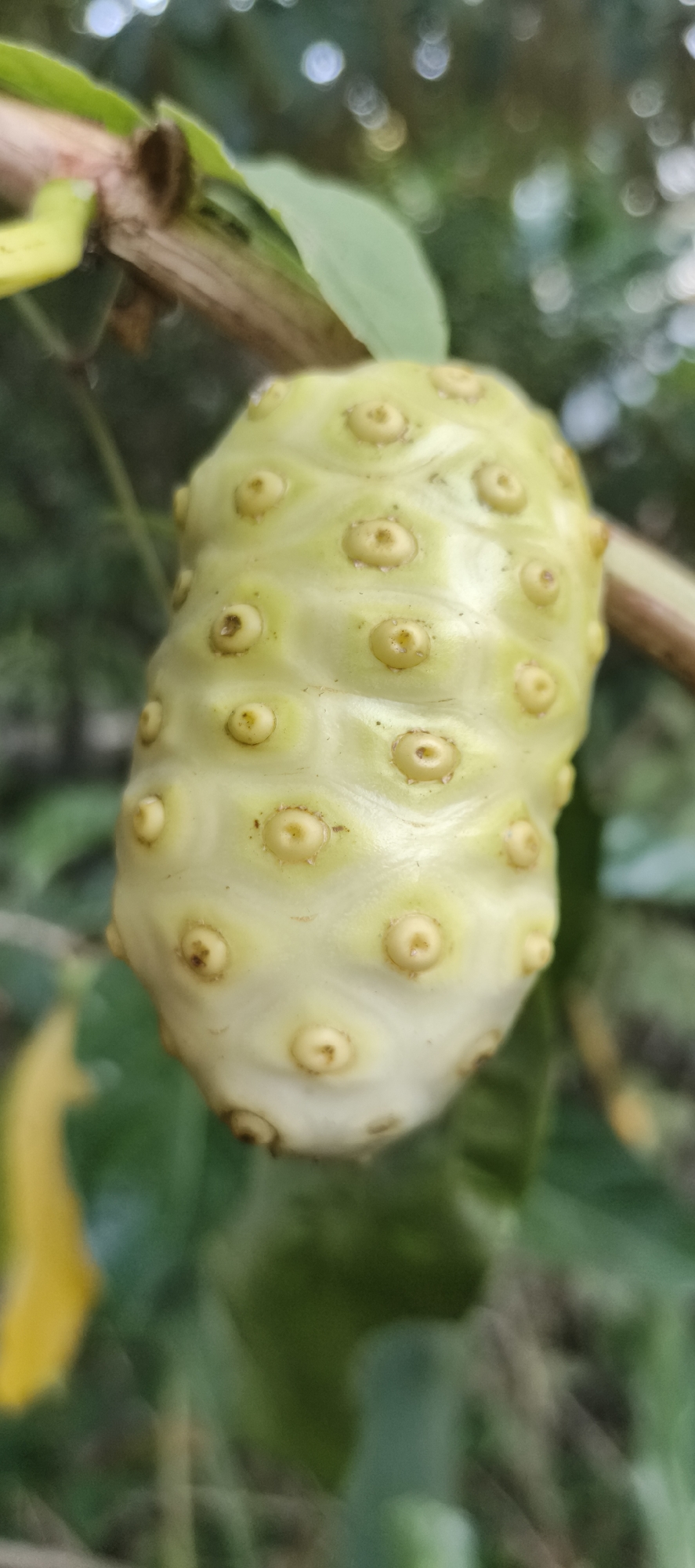 A close-up, vertical, outdoor, medium shot captures a pale yellow, oblong fruit hanging from a branch with a blurred green foliage background. The fruit, approximately the size of a fist, is covered in evenly spaced, raised, hexagonal-shaped dimples, each containing a small, circular indentation. A thin, brown branch, partially obscured by green leaves, runs horizontally behind the fruit. The background is a bokeh of green leaves and out-of-focus circular lights, suggesting dappled sunlight. The fruit appears to be a noni fruit, commonly found in tropical regions, including parts of Indonesia like Baru. The image is sharpest on the fruit, with the surrounding environment softly blurred.