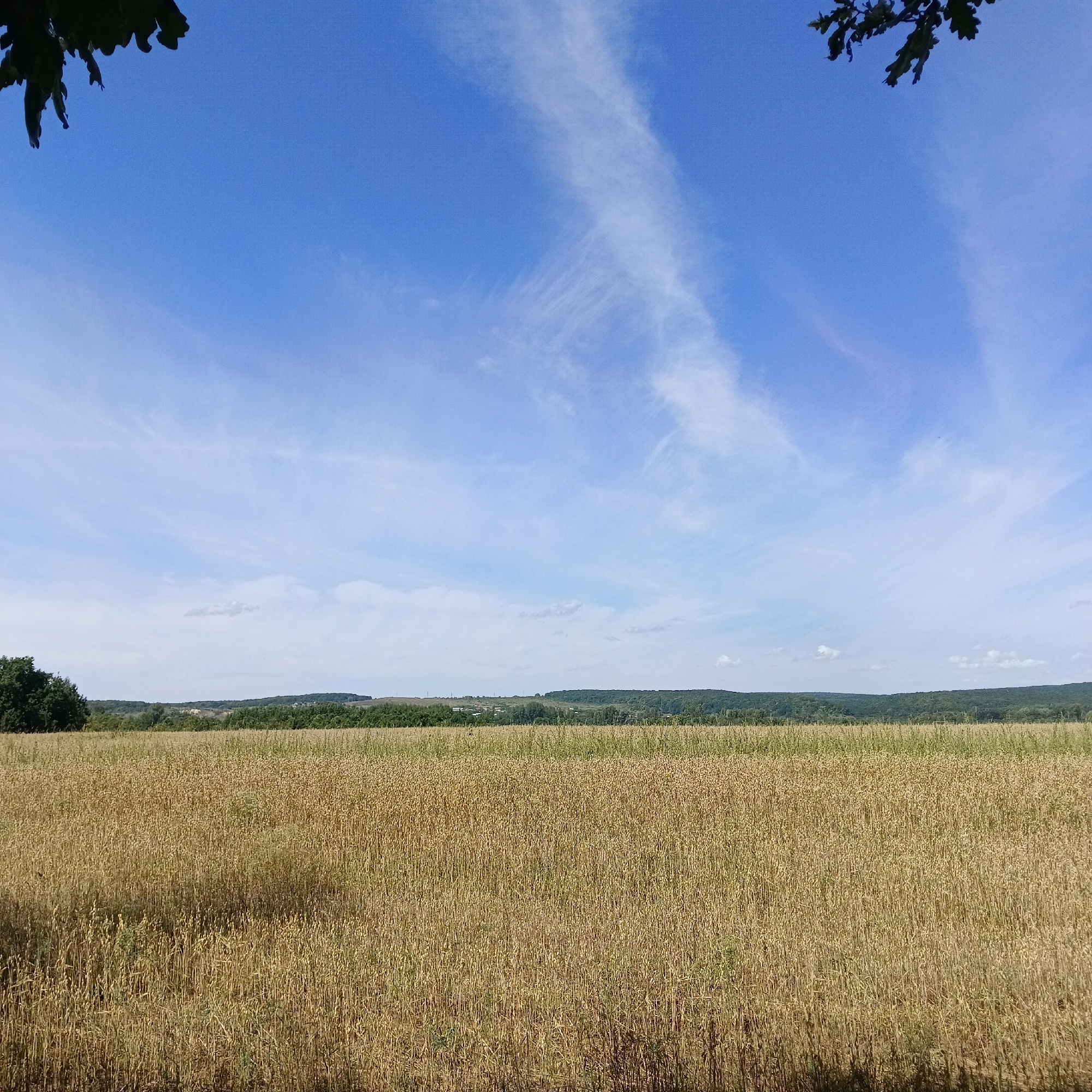 A wide-angle, low-angle shot captures a vast, golden field of ripe grain under a clear, bright blue sky. Wispy white clouds streak across the upper portion of the sky. The horizon is lined with a dense, dark green forest, with hints of buildings visible in the distance. The foreground shows the dense stalks of the grain field, with some darker shadows cast by unseen foliage on the left and right edges of the frame. The image appears to be a landscape photograph taken in Tornovoe, Russia.