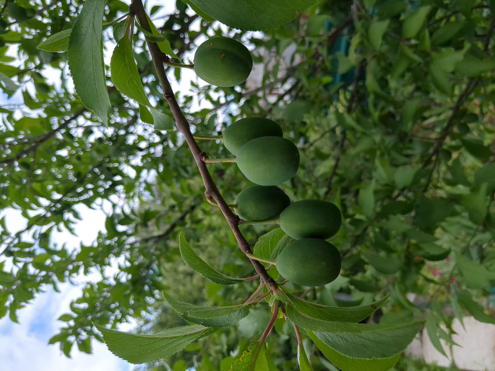 The image shows a close-up of a plum tree branch with several unripe, green plums hanging from it. The branch is brown and rough, with several green leaves attached. The plums are oval-shaped and a bright green color. The background is a blur of green foliage and blue sky with white clouds, indicating an outdoor setting. The image appears to have been taken in a garden or orchard. The location of Boryspil, Ukraine, is not visually discernible from the image itself.