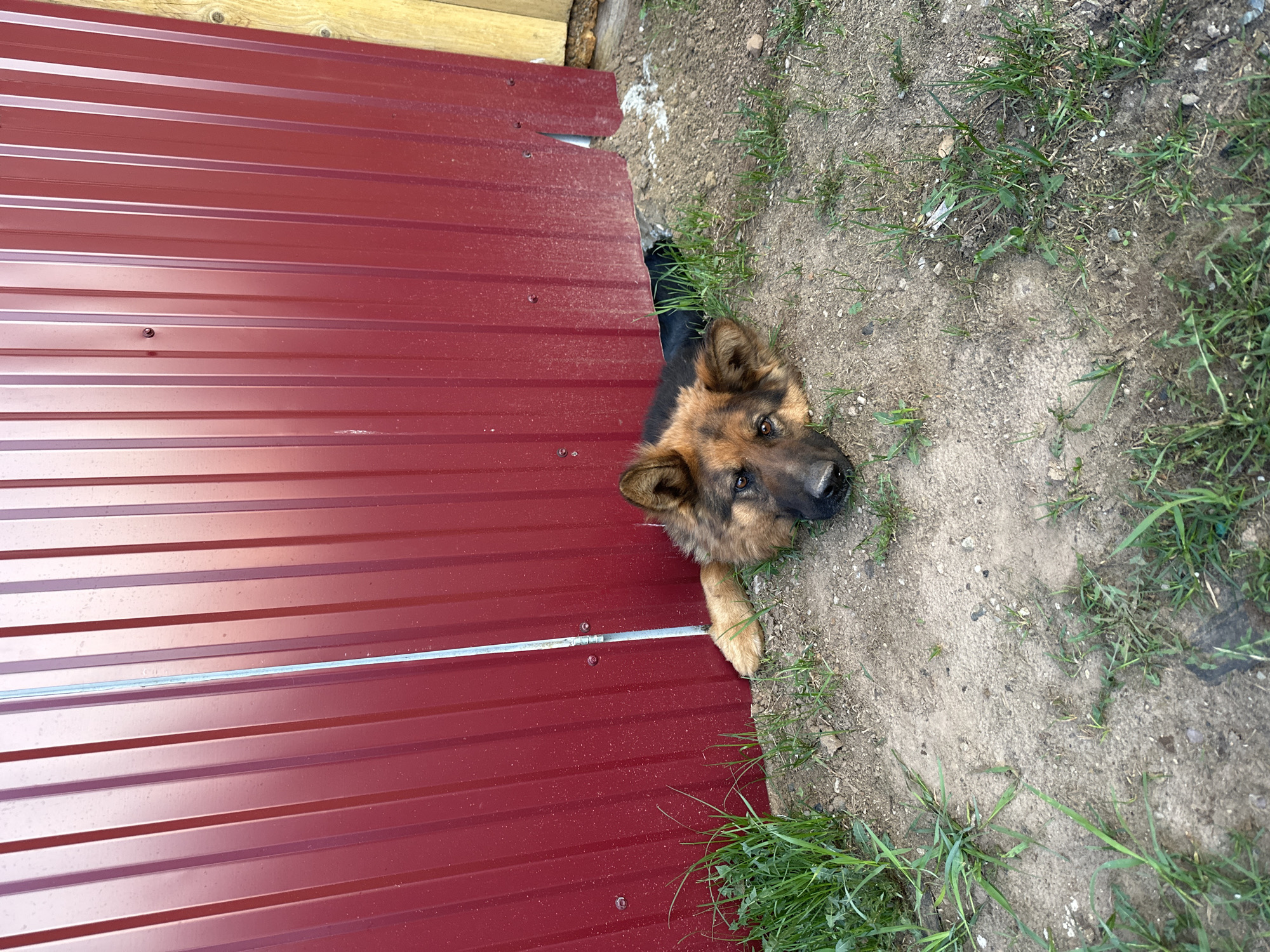 A German Shepherd dog has stuck its head and one paw under a corrugated metal fence. The fence is red and has horizontal ridges. The ground beneath the fence is dirt and grass. The fence is possibly in Rusalevka, Russia.