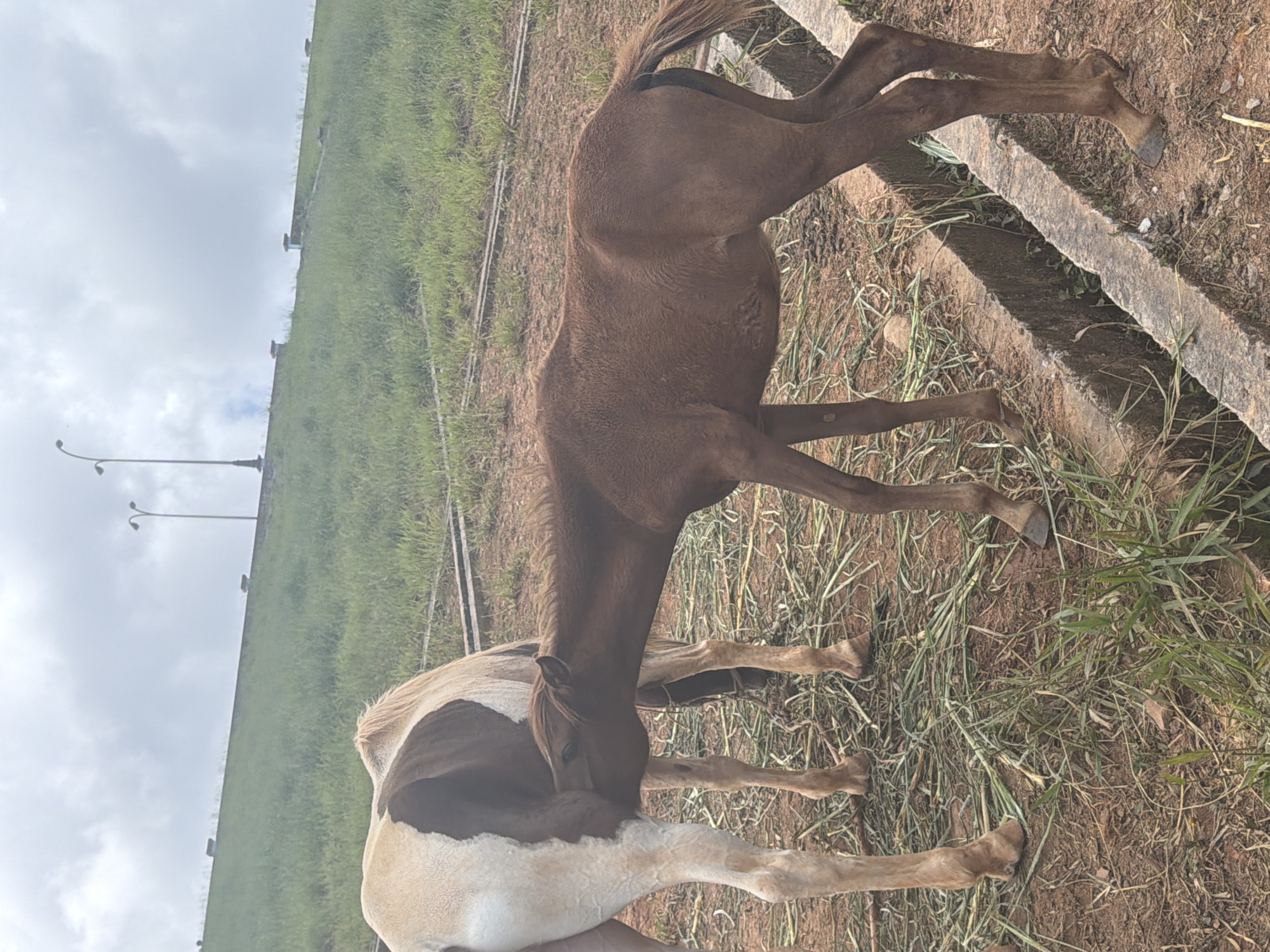 The image shows a brown foal nursing from a larger horse. The horses are in an outdoor area with a grassy slope in the background, which is likely part of a park or scenic overlook in Da Lat, Vietnam, given the presence of lampposts and retaining walls indicative of such urban landscaping. The ground is a mix of dirt and scattered grass. The sky is overcast.