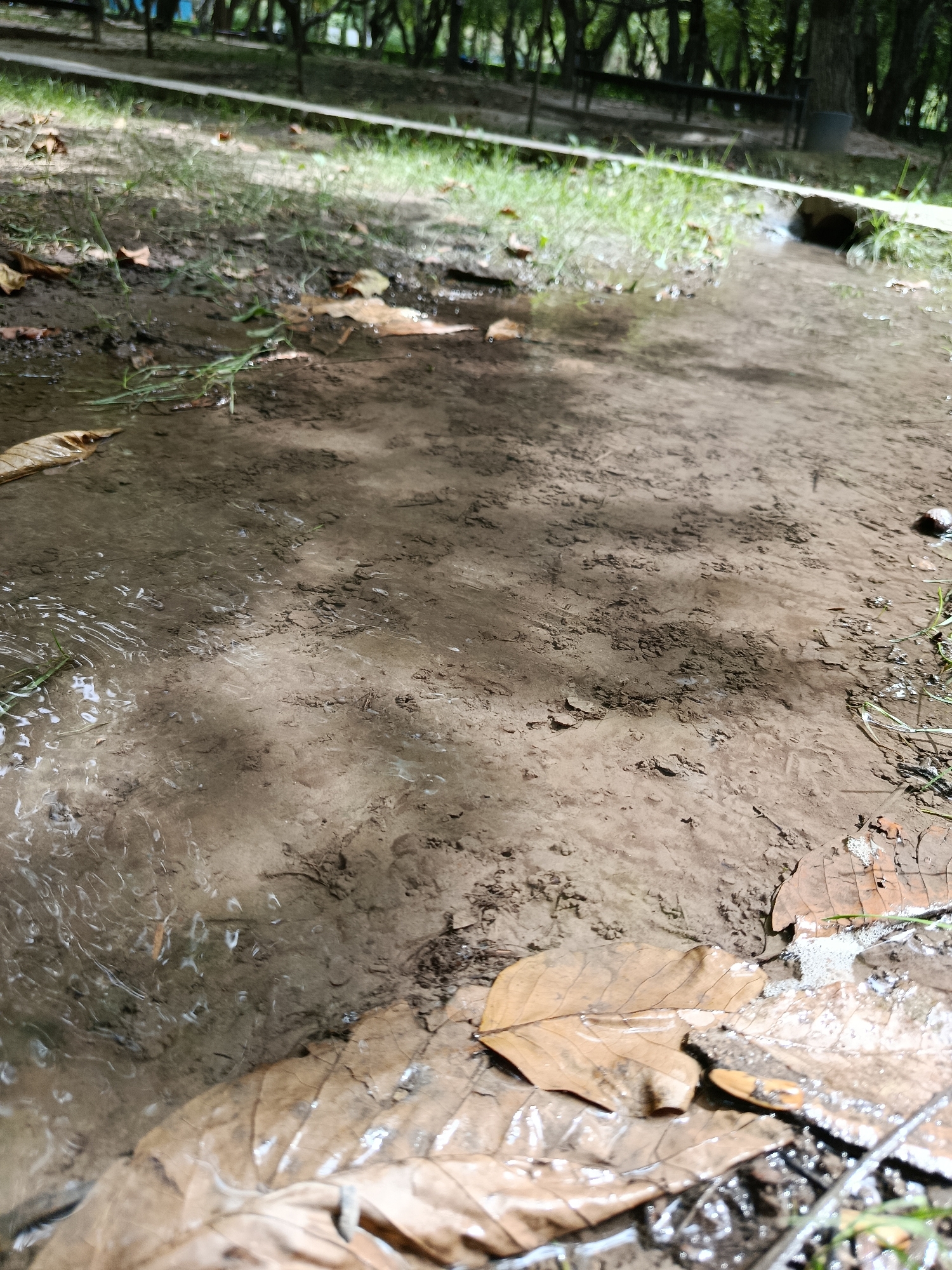 The image depicts a shallow stream of water flowing over muddy ground in an outdoor setting. Dried leaves are scattered across the muddy surface and submerged in the water. The background shows a line of trees and a hint of a wooden bench or structure, suggesting a park or wooded area. The lighting indicates it is daytime, with dappled sunlight creating shadows on the water and ground. There are no people visible in the image. The scene appears to be a natural or semi-natural environment within a city.