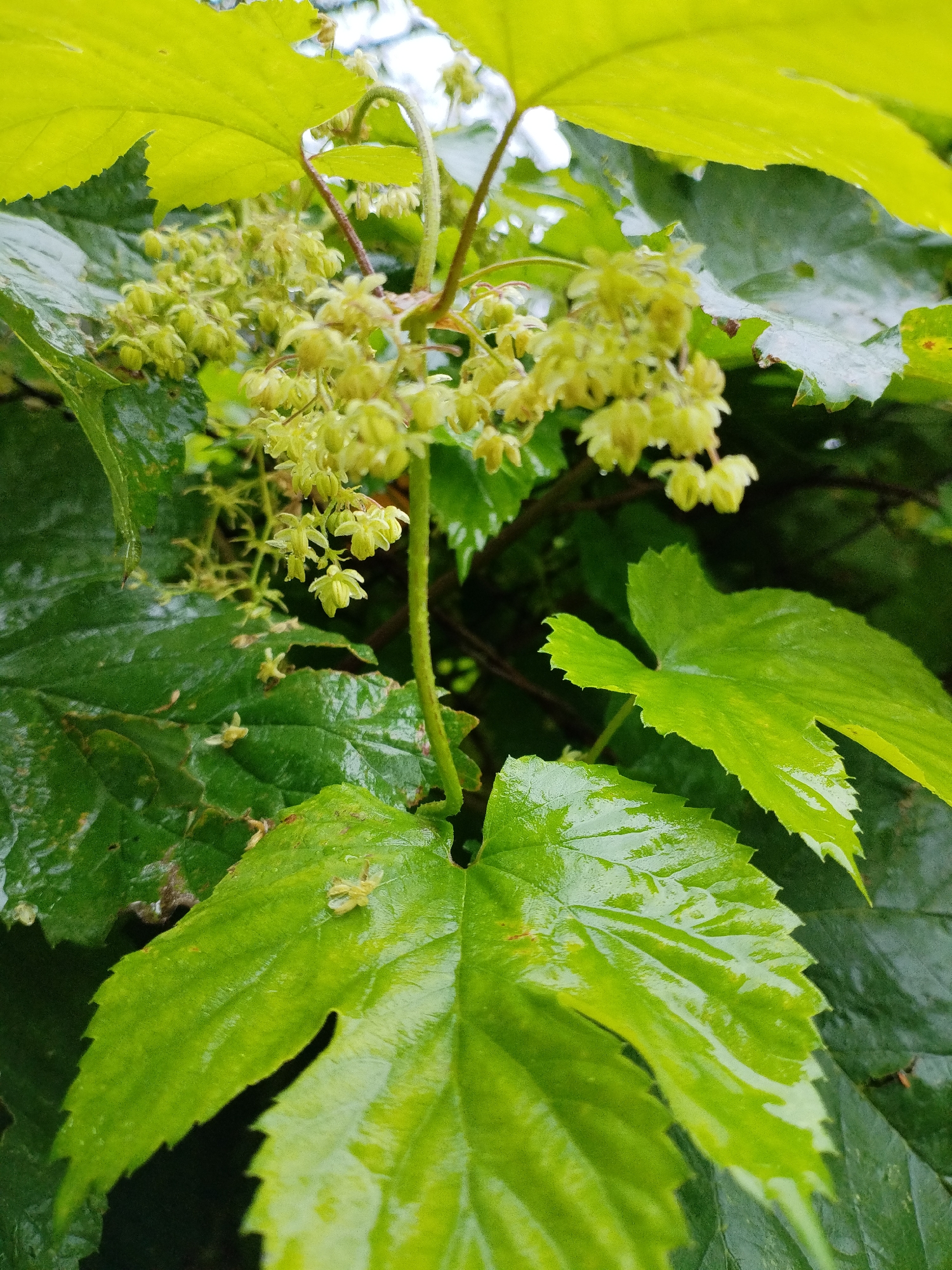 The image is a close-up, medium shot of a plant with green leaves and clusters of small, pale green flowers. The leaves are large, lobed, and appear wet, with visible water droplets on their surfaces. Some leaves are a brighter green and in focus, while others are darker and slightly out of focus. The flowers are delicate and hang in clusters from a thin stem. The background is blurred, showing more green foliage and a hint of the sky. The lighting suggests it is daytime, possibly after rain. There are no people or animals clearly visible in the image. The scene appears to be an outdoor natural setting. The image was taken in the city of Bialynichy, Belarus.