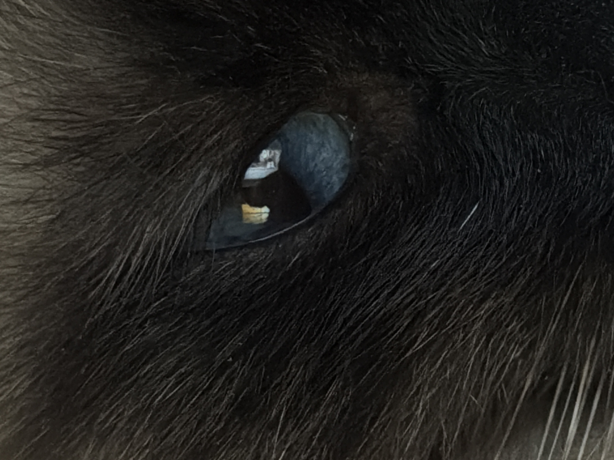 The image presents an extreme close-up of an animal's left eye, surrounded by dense, dark fur. The fur appears predominantly black or very dark brown, with numerous individual strands clearly visible, some catching the light and appearing slightly lighter.
The animal's eye features a dark pupil and a dark, almost imperceptible iris that appears to be a deep blue or grey, blending with the pupil. The surface of the eye is highly reflective, capturing elements of the surrounding environment. Within the reflection, an indoor setting is discernible. On the left side of the reflection, there is a light-colored, possibly white, rectangular structure or outline, which could be part of a window frame or a wall. Below this, towards the bottom of the eye's reflection, a distinct bright yellow or orange rectangular shape is visible, suggesting a prominent light source or an object within the room.
The tightly cropped composition focuses exclusively on the eye and its immediate furry surroundings, providing no other direct visual cues about the animal's full appearance or its overall environment. No specific activity is depicted, beyond the animal presumably being still for the photograph. The lighting suggests an indoor setting with some form of illumination. No text is visible in the image. While the location context is Moscow, Russia, this cannot be inferred from the visual content of the image.