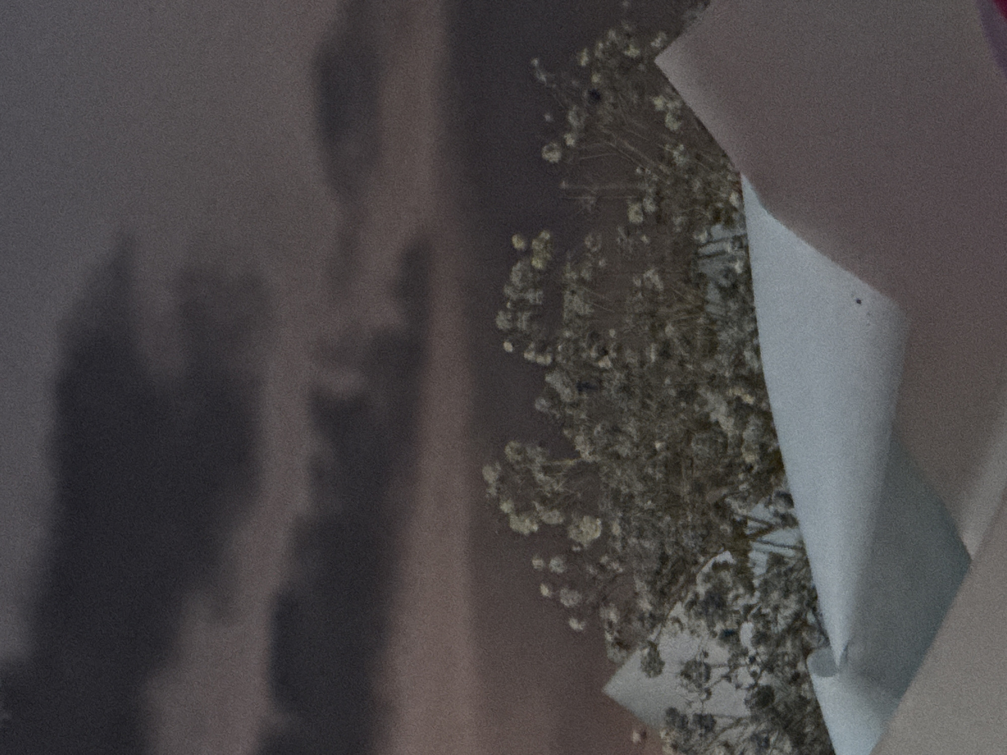 The image shows a close-up view of a bouquet of dried baby's breath flowers against a dark, cloudy sky. In the foreground, there are two pieces of white paper, folded in a way that creates sharp angles and shadows, obscuring the base of the flowers. The lighting suggests it is either dusk or dawn, with a muted, diffused light. There is no indication of the city of Elista, Russia, or any other specific location within the image.