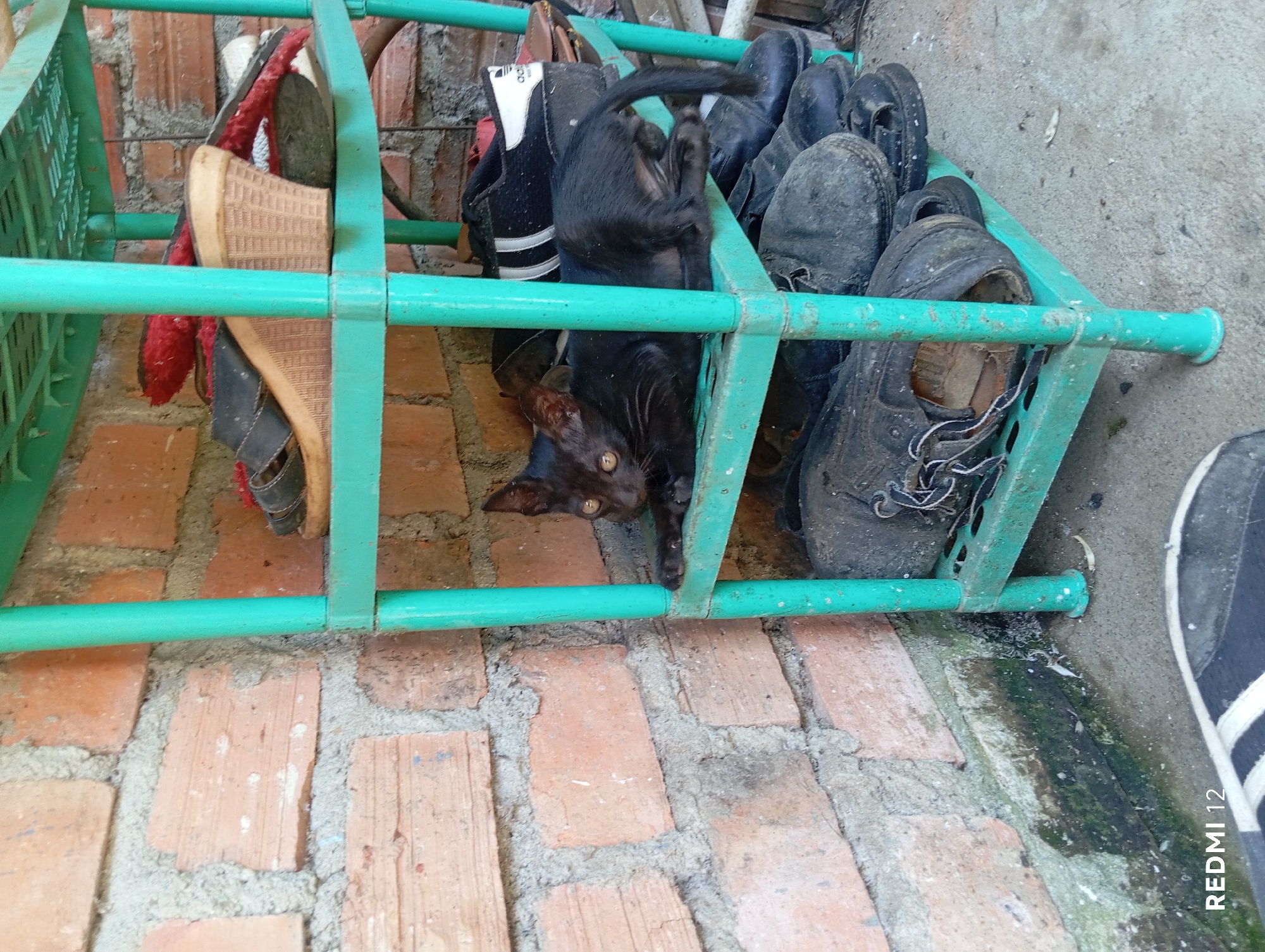 A black cat is lying on a green plastic shelf in an outdoor setting. The shelf is filled with various pairs of shoes, some of which appear worn and dirty. Behind the shelf is a brick wall, and in front of the shelf, on the ground, are more shoes. The ground appears to be concrete and there is some green moss or algae growing on the wall at the base. The image was captured in Pagar Alam, Indonesia.