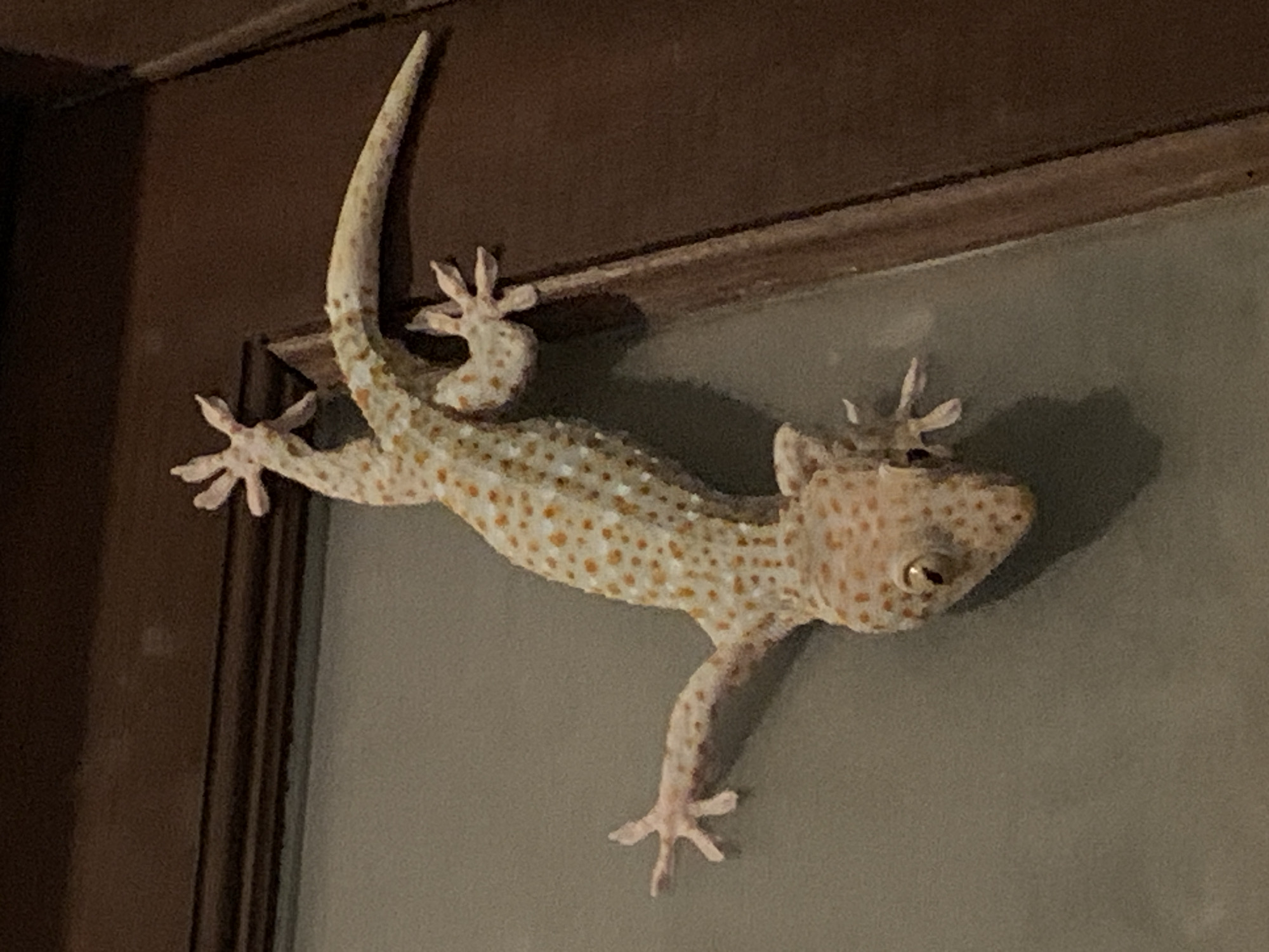 An adult gecko, likely a Tokay gecko given its size and prominent spotting, is clinging to a vertical surface. The gecko's body is primarily pale white with numerous irregular orange and pink spots. Its eyes are large and golden, with black pupils. The gecko's limbs are spread wide, with its toes gripping the surface. Its tail is long and tapers to a point. The background appears to be a wall with a wooden frame or door on the right side. The lighting is dim, suggesting it may be nighttime or indoors. The scene is devoid of any human presence or identifiable landmarks specific to บ้านบางรักษ์, Thailand, beyond the implication that this is a location where such a gecko might be found in its natural or semi-natural habitat.