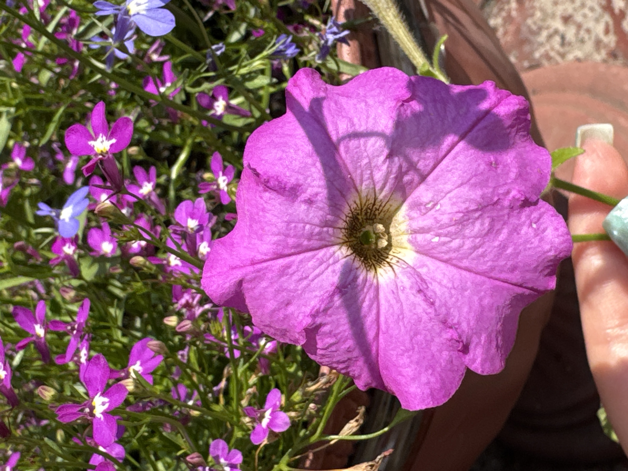 The image shows a close-up of a large pink petunia flower in full bloom, with a blurred background of smaller purple and blue flowers, likely lobelia, and green foliage. A hand with manicured nails is visible at the bottom, holding a stem of the petunia. The scene appears to be outdoors, possibly in a garden or on a balcony, given the presence of a terracotta pot. The lighting suggests it is daytime, with sunlight casting shadows on the petals of the petunia. There is no specific indication or detail in the image that would allow for the localization of this scene to Prokopyevsk, Russia.