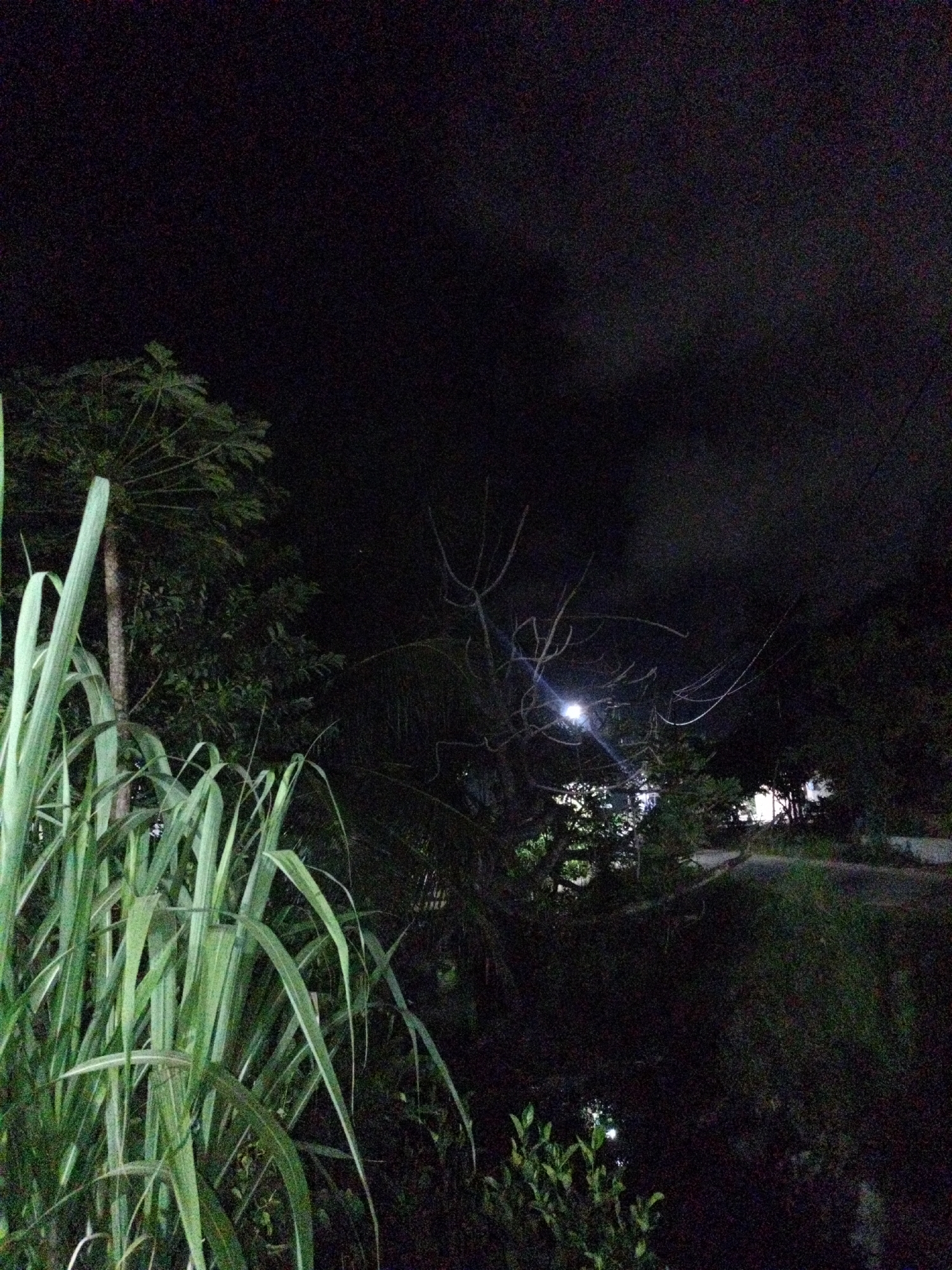 The image appears to be a nighttime shot taken in Seuneuboklhong, Indonesia. The scene is dominated by darkness. The foreground features tall, green, grass-like plants, likely sugar cane, on the left. Further back, there are trees and other vegetation, partially obscuring a light source, potentially a street lamp, in the middle distance. Light from the lamp casts shadows from bare branches in the tree around it. In the distance, there are vague hints of buildings and a road. The sky is black and overcast. There are no people visible in the image.