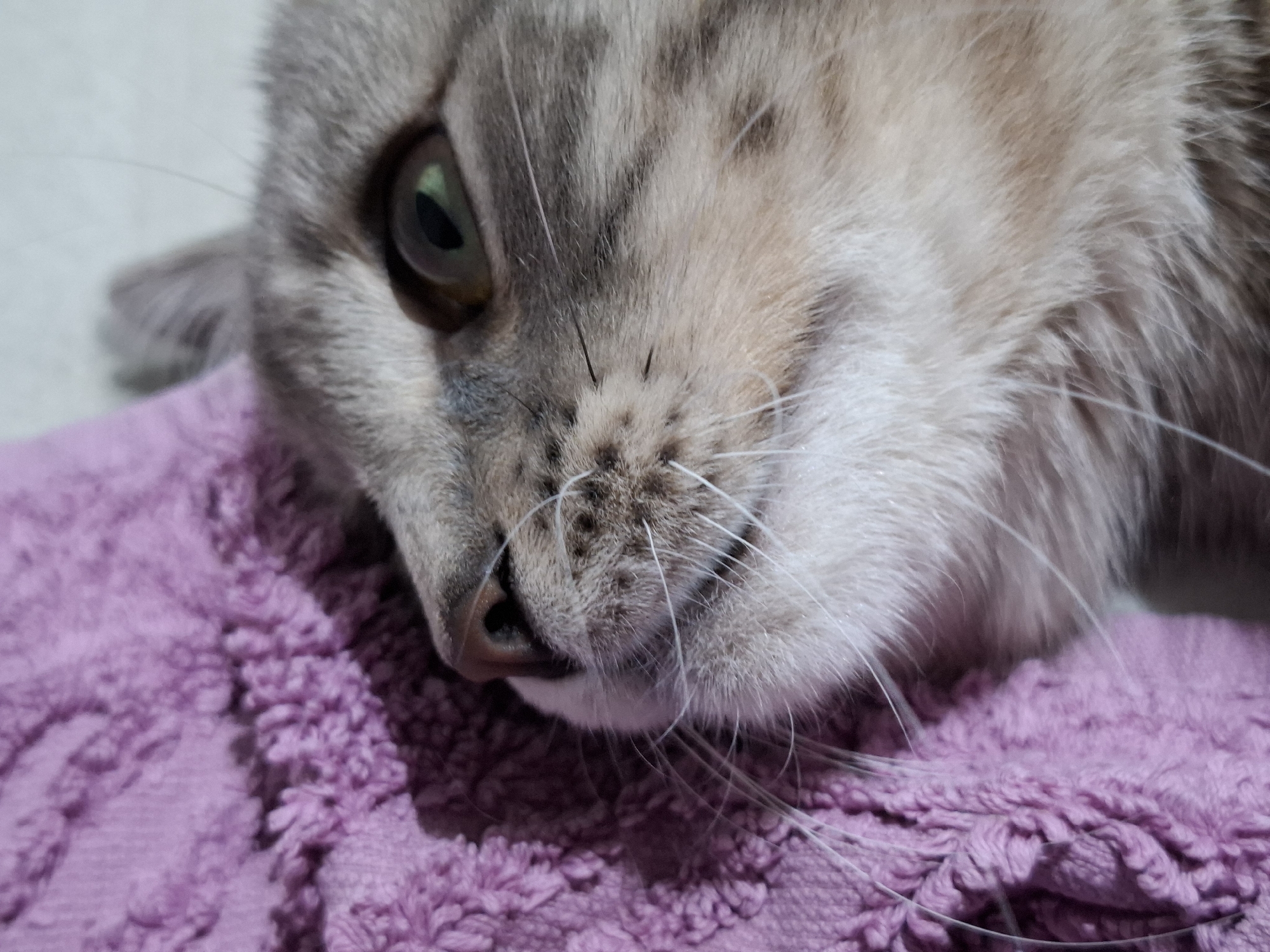 A close-up, horizontal shot features the head of a domestic cat resting on a textured purple blanket. The cat has a tabby coat with shades of grey, light brown, and cream, exhibiting subtle stripes and spots across its fur. Its left eye, partially visible, displays a green or amber iris with a dark, vertically oriented pupil, reflecting a hint of light. Prominent white whiskers extend from the cat's snout, some stretching across the frame. Its small, dark reddish-brown nose is visible near the center of its face. The cat's expression appears calm and relaxed as it looks towards the viewer.
The cat is lying on a plush purple textile, likely a blanket or towel, which occupies the lower and left sections of the image. The fabric's textured, looped surface is distinct, highlighted by the soft, diffused lighting. The background behind the cat's head is out of focus, appearing as a light, neutral tone, suggesting an indoor setting. No text is visible in the image.