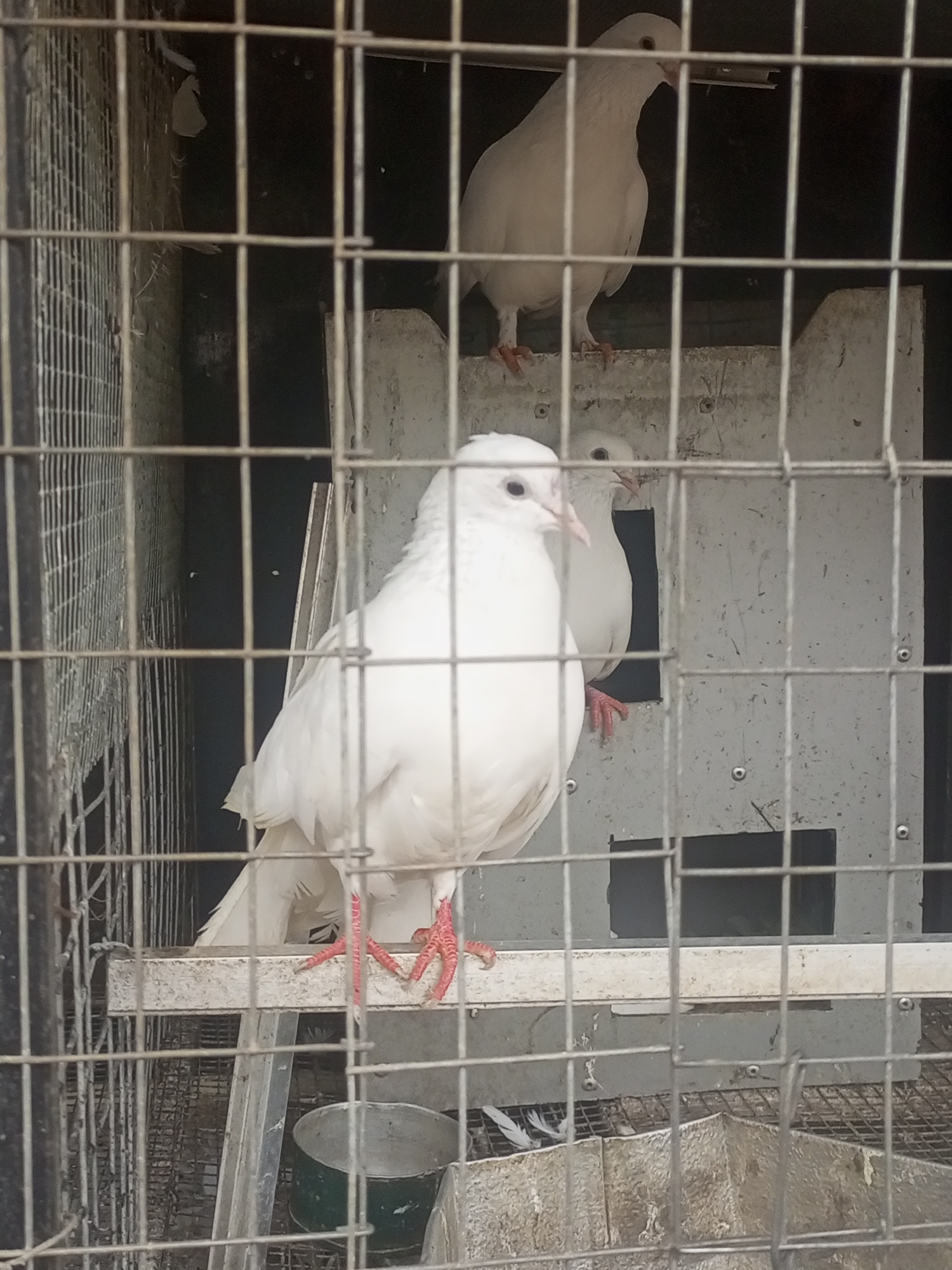 In Rayfield, Nigeria, three white doves are visible inside a metal cage. The cage bars are prominent in the foreground, obscuring some of the view. One dove is perched on a white platform in the center of the frame, facing left with its head turned slightly towards the viewer. Its red feet are clearly visible. Behind it, another white dove is partially visible, also facing left. A third white dove is positioned higher up and further back in the cage, facing left and slightly downwards. The background is dark and out of focus, with some light appearing to emanate from behind the doves. Scattered white feathers are visible on the floor of the cage, along with a metal container. The overall impression is of an indoor enclosure, likely a pigeon loft or coop.