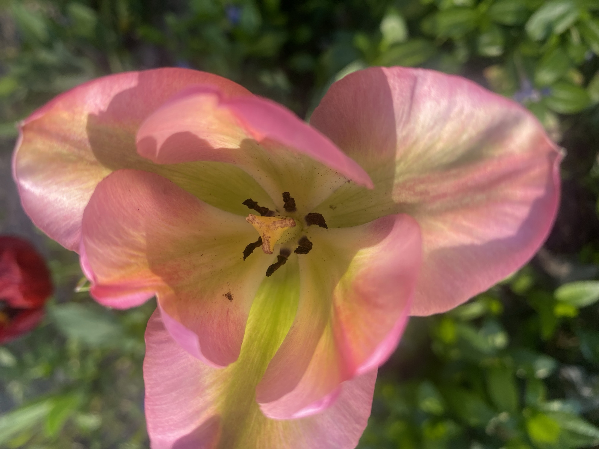 A close-up, high-angle shot of a light pink tulip with yellow and green undertones. The flower is in full bloom, revealing its inner structure, including black stamens and a yellow pistil. The background is blurred green foliage and glimpses of another red tulip. The location is Dnipro, Ukraine.