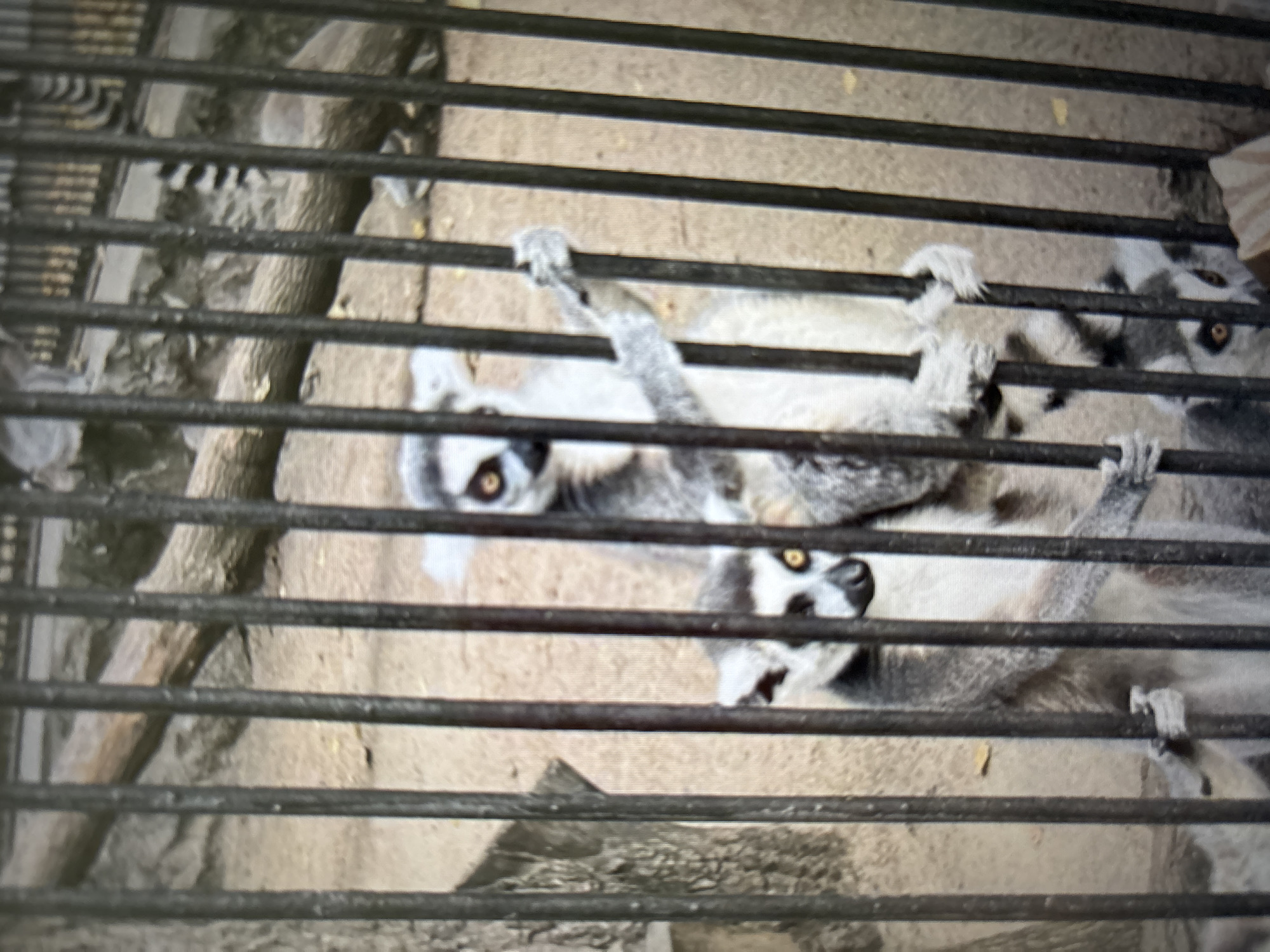 In the Novosibirsk Zoo, within an enclosure secured by vertical metal bars, a group of ring-tailed lemurs are visible. The ground of the enclosure appears to be sandy or dusty, with some scattered rocks and a fallen log serving as elements within the habitat. One lemur, positioned centrally and slightly towards the right, is leaning on its forelimbs, with one paw reaching towards the bars. Its face is turned towards the camera, displaying its characteristic black-and-white facial markings and large, observant eyes. Another lemur is partially visible behind and below this central figure, its face also turned towards the viewer, peering through the bars with similar markings. A third lemur is visible in the lower right portion of the frame, its face turned upwards and its eyes visible. The lighting suggests it is daytime, and the overall impression is that of animals in captivity, observed through the protective barrier of their enclosure.