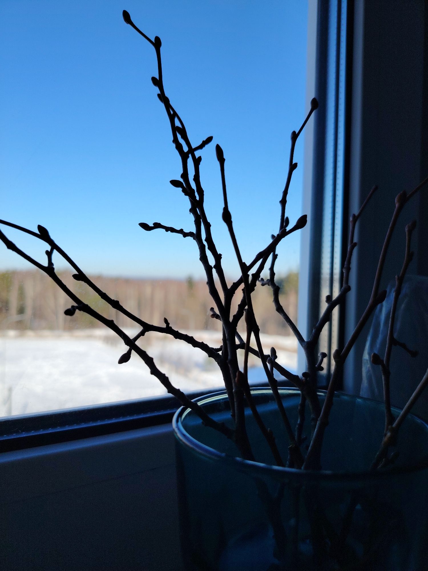 This image depicts an indoor scene in Марковский, Russia, looking outward through a window during daylight. In the immediate foreground, a cluster of bare tree branches, marked with numerous visible buds, is contained within a translucent light blue-green glass vase. These indoor elements are heavily silhouetted due to backlighting. A dark window frame is visible along the bottom and right edges of the composition. Beyond the window, a winter landscape unfolds, characterized by a snow-covered ground transitioning into a distant line of leafless trees with reddish-brown trunks. The upper background features a clear, bright blue sky. No individuals are present.
