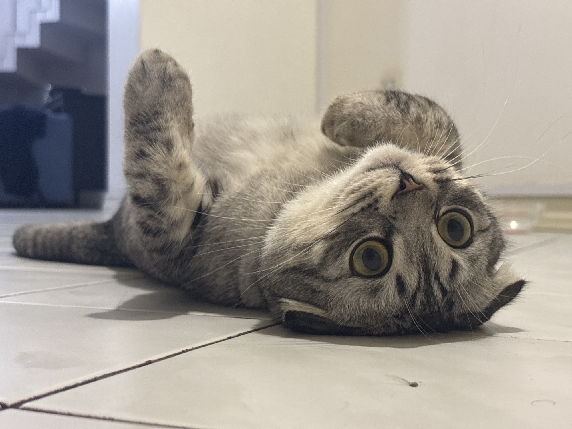 A gray tabby cat lies on its back on a light-colored tiled floor, its head upside down and its eyes wide and looking towards the viewer. One paw is raised in the air, while the other paw rests on its belly. A tail extends away from the cat's body. In the background, a dark object resembling furniture stands in the dim light. The location of Perm, Russia, is not discernible from the image.
