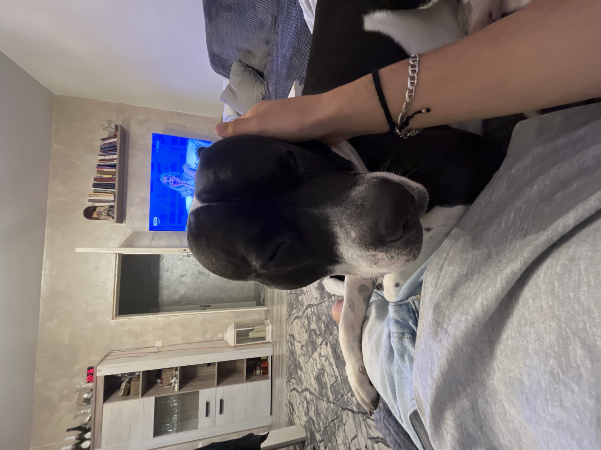 The image shows a person sitting on a gray couch, likely indoors, with a black and white dog lying on their lap. The person's right hand rests on the dog's head. The person is wearing two bracelets on their right wrist. A TV is visible in the background, displaying an image of a woman. A shelf with books is mounted on the wall above the TV. Beneath the TV, there's a cabinet with wine bottles on the left and shelves containing various items. The scene appears to be taken in a residential living room. It is not possible to discern the location in Plovdiv, Bulgaria from the image.