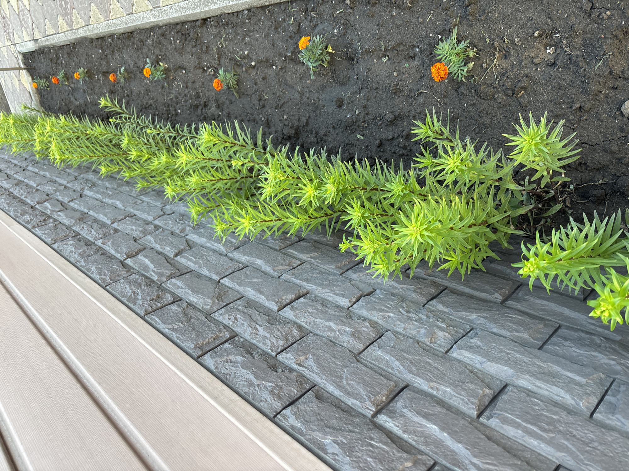 The image depicts a narrow garden bed running alongside a textured stone wall and a beige siding wall, likely a residential property in Chernogorsk, Russia. The garden bed contains two distinct types of plants: a row of tall, thin green plants with sparse, needle-like leaves, and a series of small, bright orange marigold flowers planted in a line. The soil in the garden bed appears dark and somewhat loose. The walkway adjacent to the garden bed is paved with light-colored square tiles. The overall scene suggests a recently planted or developing garden area. There are no people or animals visible in the image.