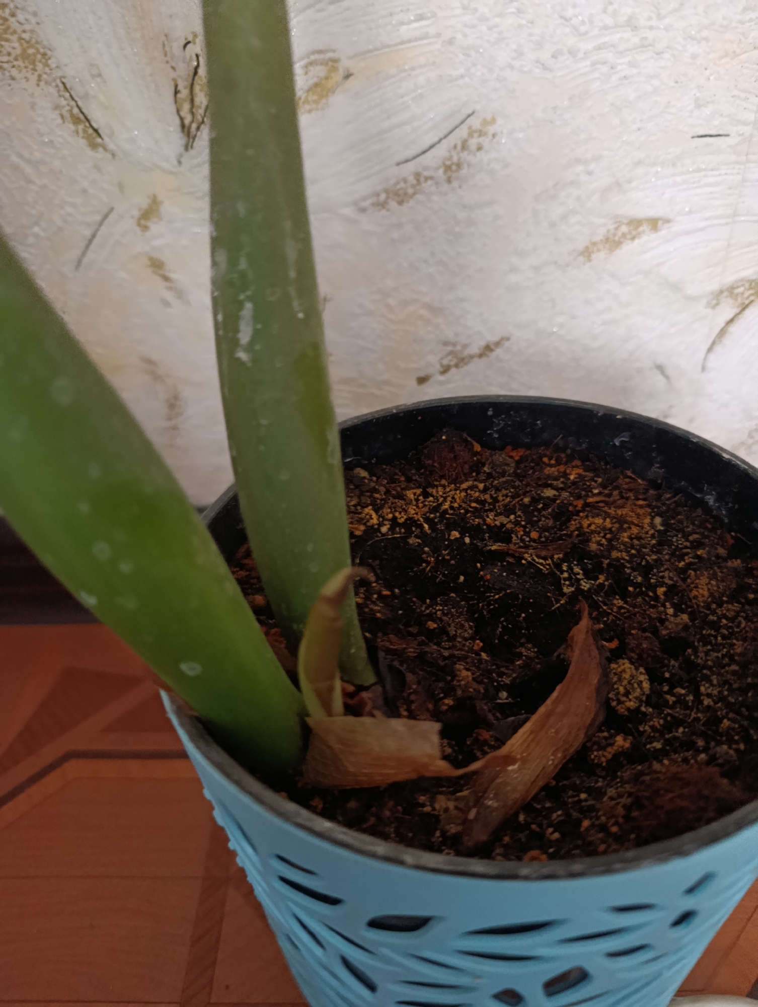 A close-up shot of the base of a plant in a light blue decorative pot. The pot is filled with dark soil, visible pieces of bark, and what appears to be a dried leaf. Two thick, green stalks rise from the soil, one angled to the left and the other more centrally located. The stalks have a smooth texture and appear slightly glossy, with some lighter-colored speckles on their surface. Behind the plant, a textured off-white wall is visible with subtle yellowish-brown markings and what look like fine black fibers. The surface beneath the pot is a warm-toned, patterned wooden floor. No people are visible in the image. The scene is indoors.
