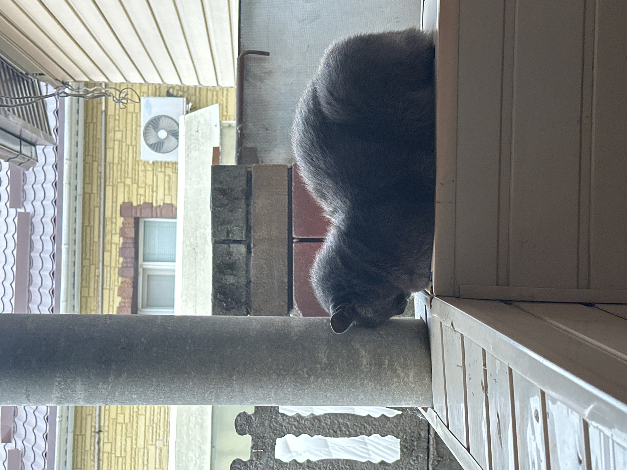 A gray cat is curled up on a white plastic surface next to a gray concrete pillar. Behind the cat, there is a brick wall and a building with yellow siding and a white air conditioner unit. The image appears to have been taken outdoors, possibly on a porch or balcony, in Belgorod, Russia.