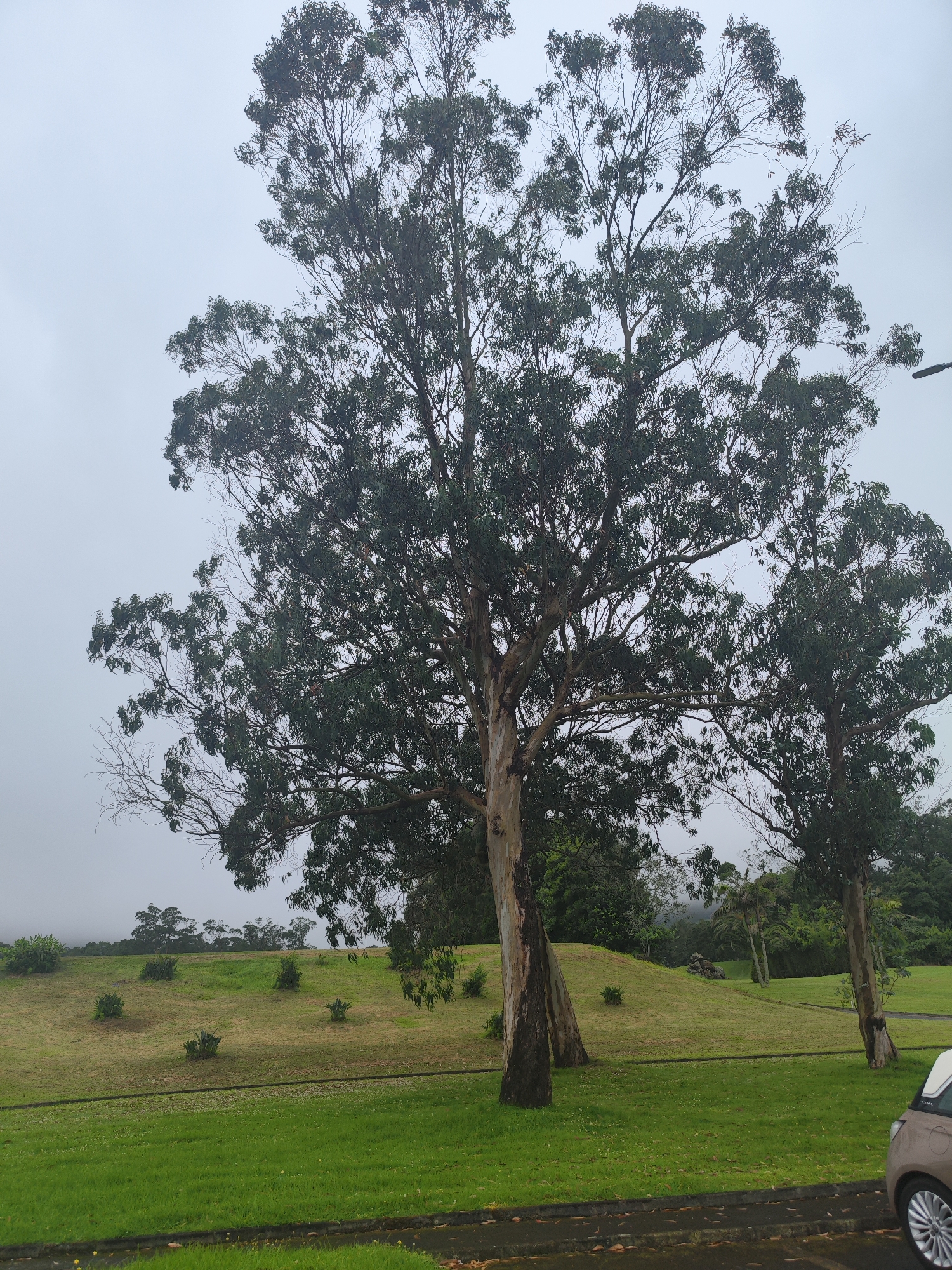 The image captures a cloudy day in a park-like setting, likely in Ponta Delgada, Portugal, characterized by lush green grass and mature trees. In the foreground, a light brown car is partially visible on the right, parked on a dark, wet asphalt surface. Behind the car and extending across the frame are large, mature trees with light-colored bark and dense green foliage. One particularly large tree with multiple trunks dominates the left side of the image. The middle ground features a gently sloping, manicured lawn dotted with smaller shrubs and patches of drier grass. In the background, a line of trees forms a distant horizon, with a faint outline of hills or mountains visible through the mist. The overall atmosphere is serene and somewhat subdued due to the overcast sky.