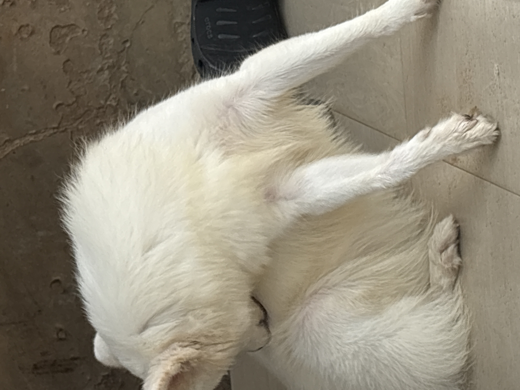 The media file shows a close-up, high-angle view of a white dog lying down on a tiled floor. The dog is the sole subject, with its white fur filling most of the frame. Its body is contorted, with its legs stretched out and bent in various positions. One foreleg is extended upwards and to the right, while another foreleg is bent downwards and to the left. A hind leg is also visible, bent at the knee and resting on the floor. The dog's head is tucked in towards its body, obscuring its face.
The setting appears to be indoors or on a covered patio, given the tiled floor. The floor tiles are a light, neutral color, and in the background, a darker, textured surface can be seen, possibly concrete or rough paving stones. A black shoe, possibly a Croc, with the word "Crocs" embossed on it, is partially visible in the upper left quadrant of the image, near the dog's upper body.
The lighting suggests it is daytime, but no specific time can be determined. The overall mood is relaxed, with the dog appearing to be resting or sleeping. There are no clear indicators of weather or a specific time of day beyond general daylight. The location context of Ikot Ekpene, Nigeria, does not provide any immediately discernible visual cues in the image itself. The focus is entirely on the dog and its immediate surroundings.
