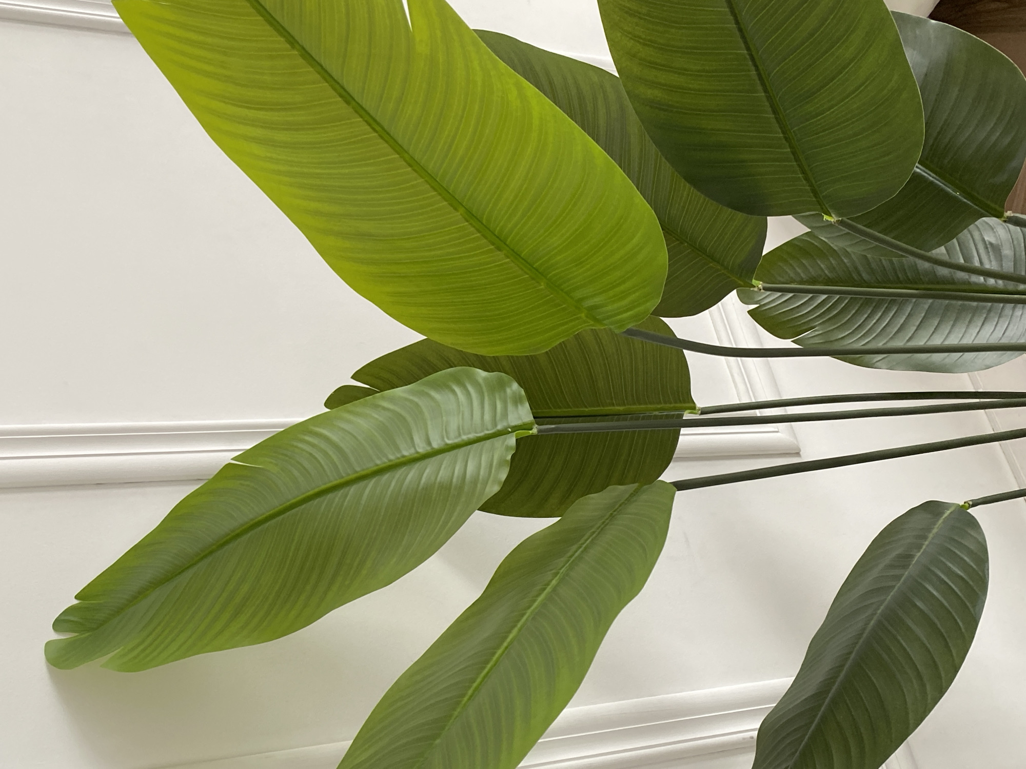 The image shows a close-up of several large, vibrant green leaves arranged against a white wall with decorative molding. The leaves are textured with prominent veins. Stems support the leaves. The image does not provide information to verify the location is Chaikovsky, Russia, or whether the subject is located in the city. There are no indications of people, actions, or interactions.