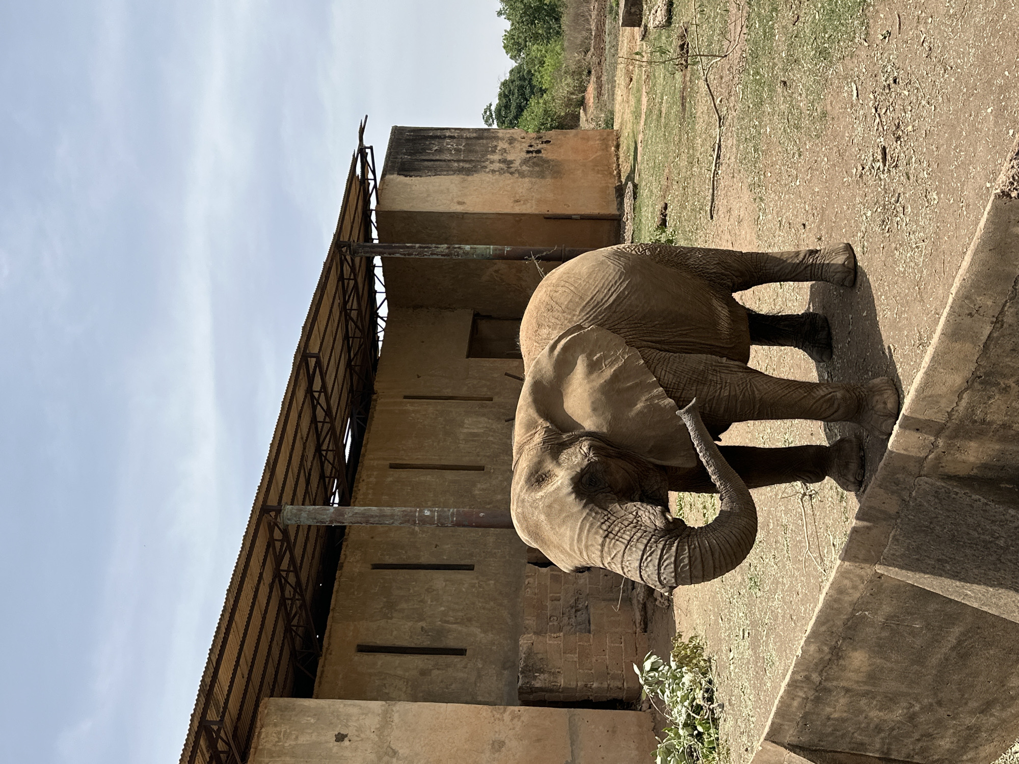 An African elephant stands in an outdoor enclosure next to a large, weathered building under a bright, hazy sky. The elephant, positioned slightly to the right of the frame, is facing left with its head lowered and trunk curled upwards towards its mouth, suggesting it is eating or exploring. Its thick, wrinkled grey skin and large ear are visible.
The building behind the elephant is constructed from light brown or tan materials, possibly concrete or rendered masonry, showing signs of age with dark stains and discolored patches. A lighter-colored, corrugated metal roof, supported by a metal truss structure, covers part of the building, casting a shadow. Several small, rectangular openings are visible on the building's wall, resembling ventilation slits or narrow windows. A vertical metal pipe runs down the side of the building; faint, illegible markings, possibly numbers like '2' and '6', are barely discernible on it.
The ground around the elephant and building is a mix of dry dirt and sparse, yellowish-green grass, with scattered leaves and small branches. A concrete barrier or raised platform occupies the immediate foreground, running horizontally across the bottom right. The sky overhead is a pale, light blue, suggesting daytime conditions, possibly late morning or early afternoon, with soft shadows. The overall environment, with its dry earth and rustic structures, is consistent with a wildlife park or zoo setting in a region like Jos, Nigeria, which has a savannah climate. No people or overt signs of human activity, other than the structures, are visible.