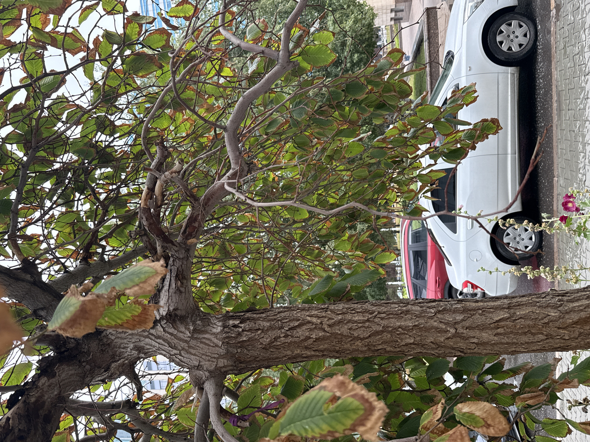 A white sedan is parked on a wet asphalt road with a red SUV behind it. The cars are parked next to a sidewalk made of light-colored pavers. A large tree with textured bark and green and brown leaves is in the foreground, obscuring part of the vehicles. Some of the leaves are dry and brown, indicating a possible autumn season. In the background, there are buildings and more trees. The scene appears to be an urban environment, likely in Astana, Kazakhstan, given the context.