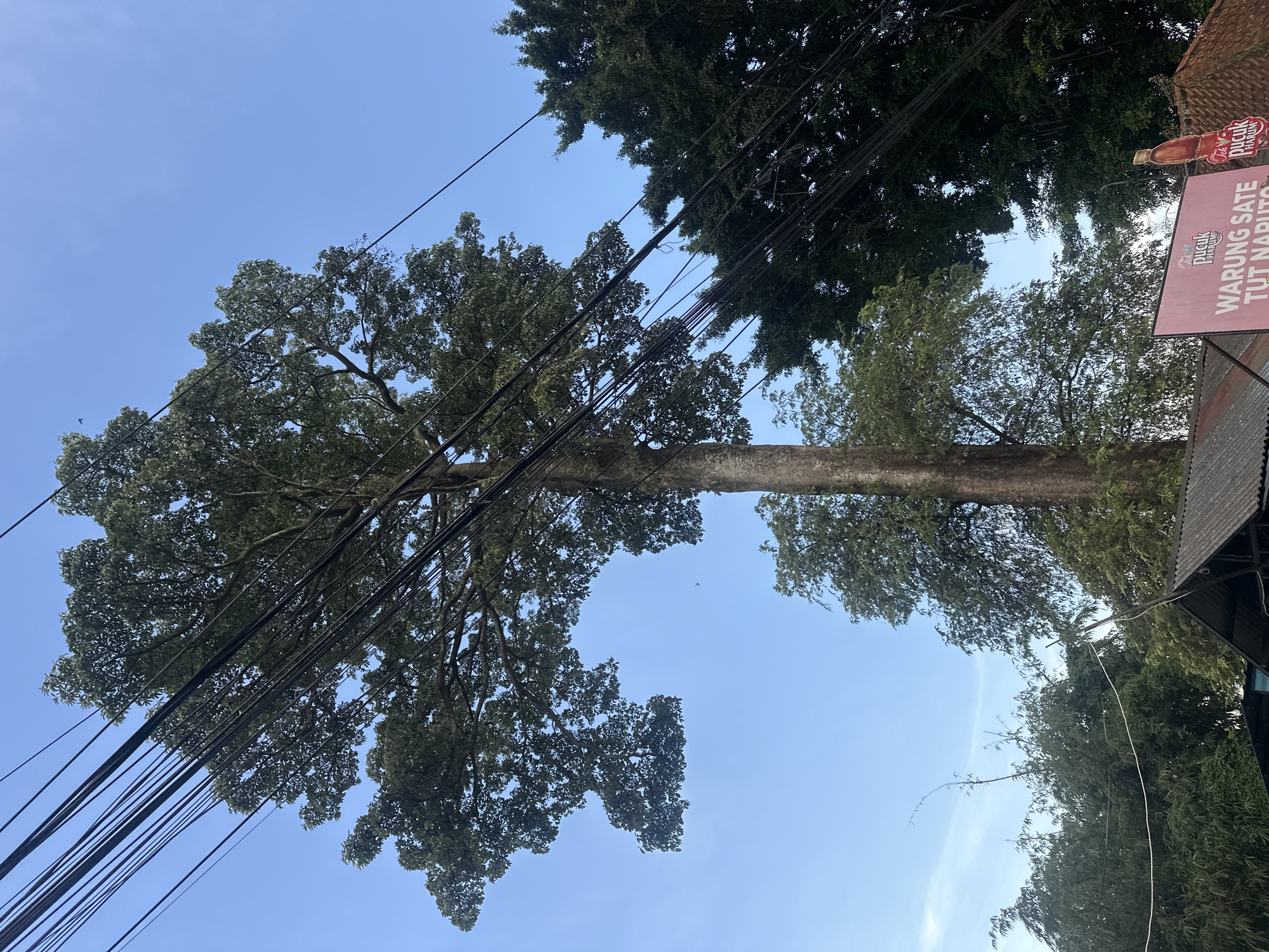 The image shows a view looking up at trees and power lines against a clear blue sky. A sign is visible in the upper right corner that reads "WARUNG SATE TUT NARUTO" in red lettering. The environment appears to be a city, the location being Unknown, Indonesia, with indications of infrastructure (power lines, buildings) intertwined with the natural elements (trees). There are no people visible in the image.