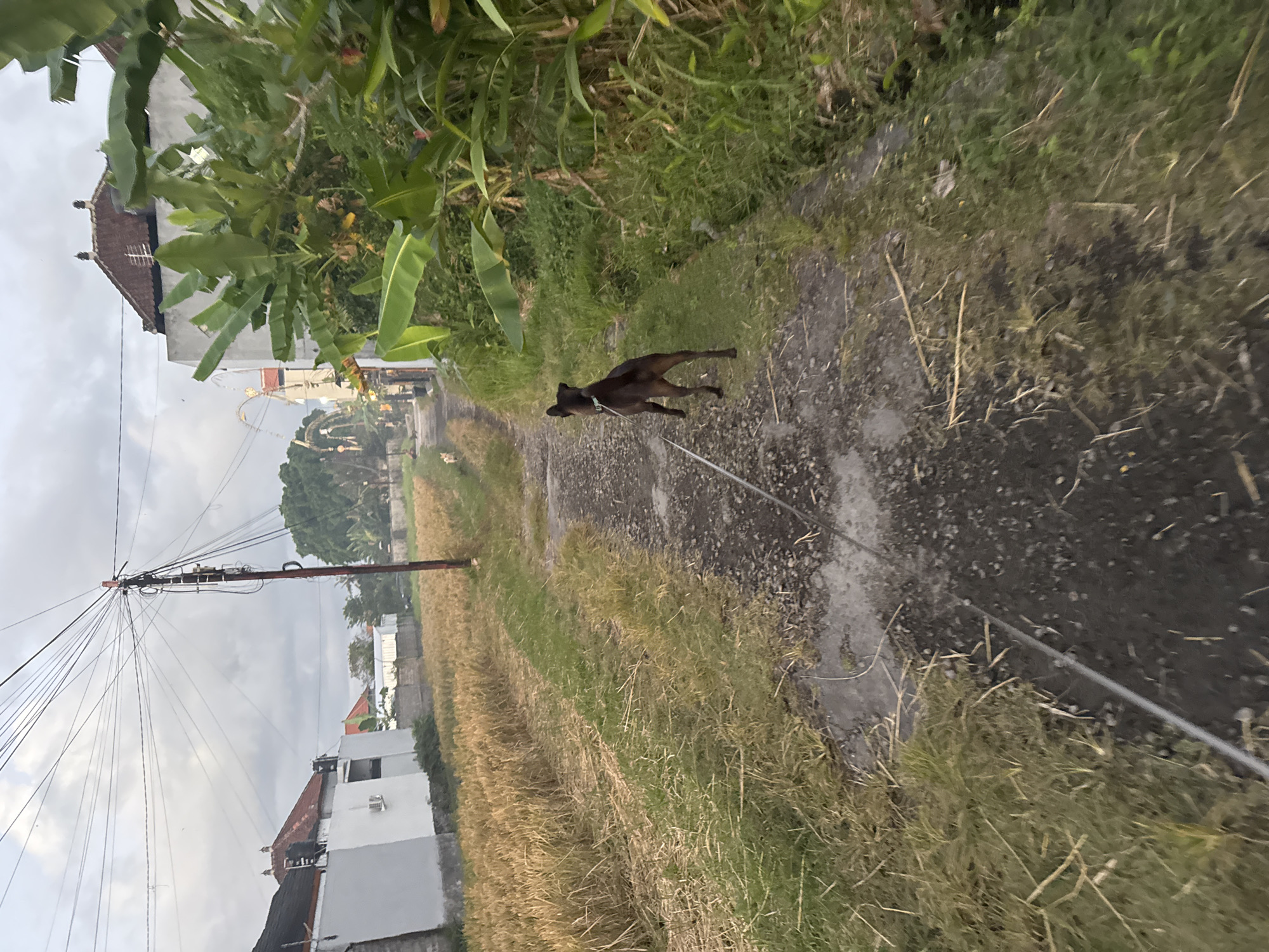 The image depicts a dog on a path in a rural area, possibly in Sukawati, Indonesia, given the context. The dog, a medium-sized, dark-colored breed, is walking along a grey, gravelly path. It is wearing a light-colored collar and appears to be on a leash, which extends out of frame. The path is bordered by tall green grass and dry, yellowish stalks of harvested crops. In the background, there are buildings with white walls and tiled roofs, characteristic of residential structures in the region. Banana trees with large, broad leaves are visible among the vegetation, further suggesting a tropical location. A prominent utility pole with numerous wires stretches across the left side of the image, indicating the presence of infrastructure. The sky is overcast and grey, suggesting either early morning, late afternoon, or a cloudy day. The overall scene conveys a sense of peaceful, everyday life in a rural Indonesian setting. There is no visible text in the image.