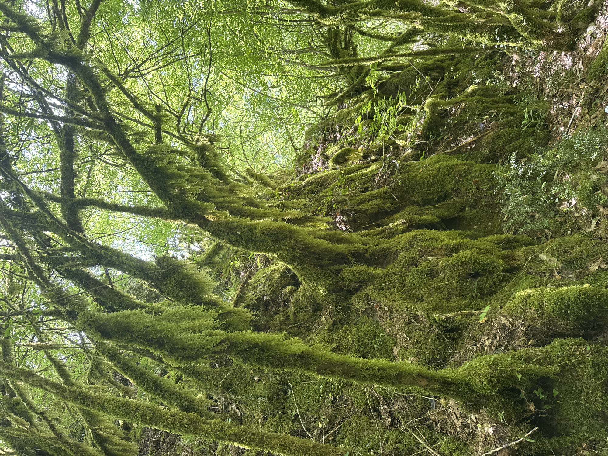 The image shows a lush, green forest environment in Međuriječje, Montenegro. Thick moss covers tree branches and the surrounding ground, creating a dense, almost surreal atmosphere. The camera is pointed upwards, capturing the canopy of trees and the interplay of light filtering through the leaves. The scene is dominated by the vibrant green of the moss and foliage, suggesting a humid and shaded location. No people or animals are visible.