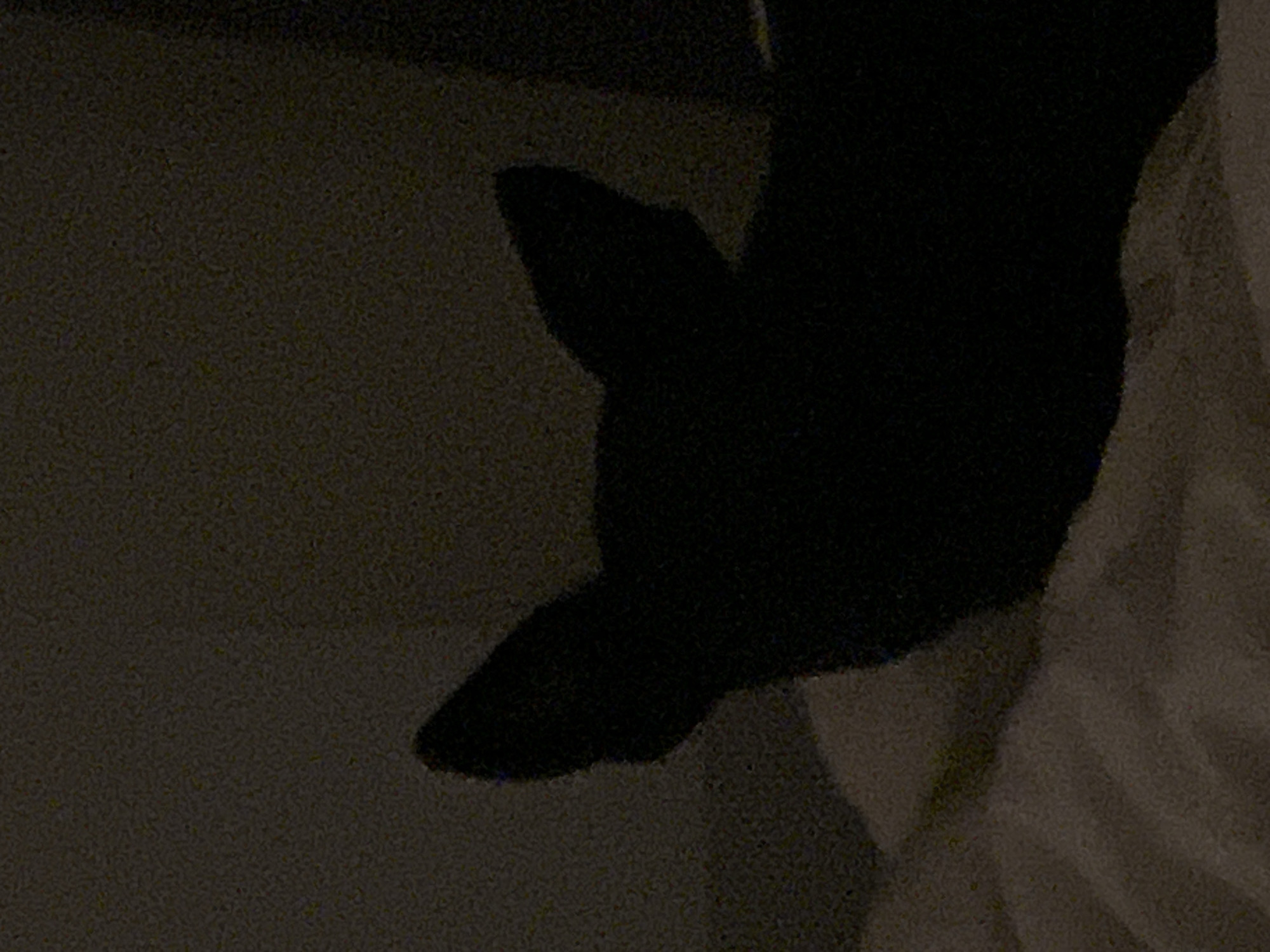 A dark, low-resolution image shows a shadow resembling a cat's head with pointed ears, seemingly cast on a textured surface next to a lighter, possibly fabric-covered area. The location within Zvezdara Urban Municipality, Serbia, is not discernible based on the image content alone.